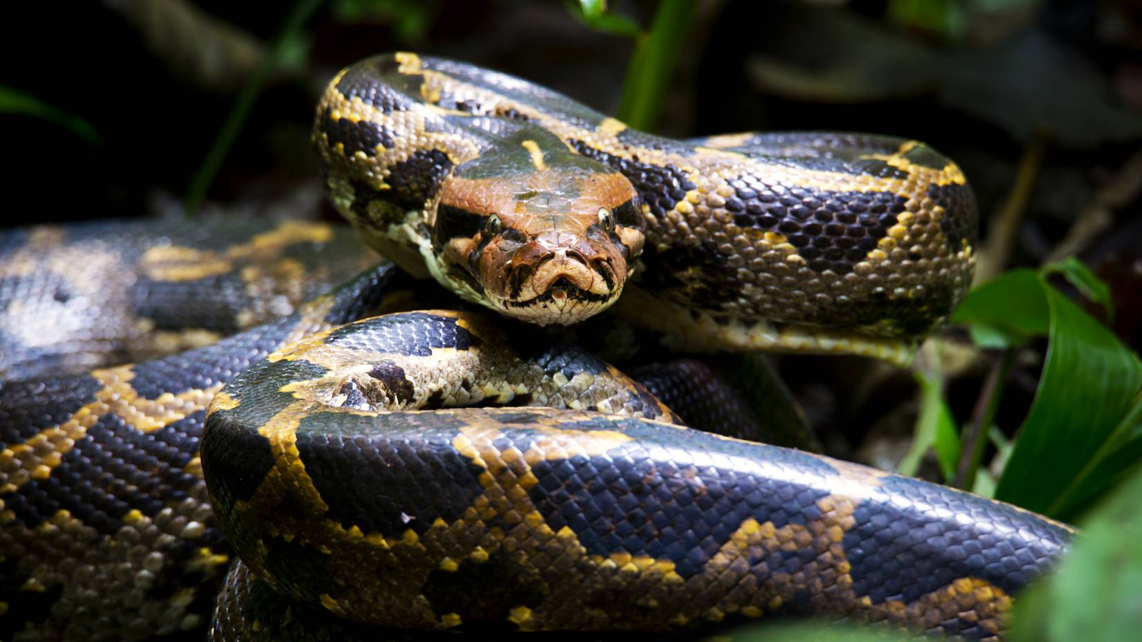 Burmese Python Moving Invasive Burmese Pythons In Florida Are On The Move And Adapting