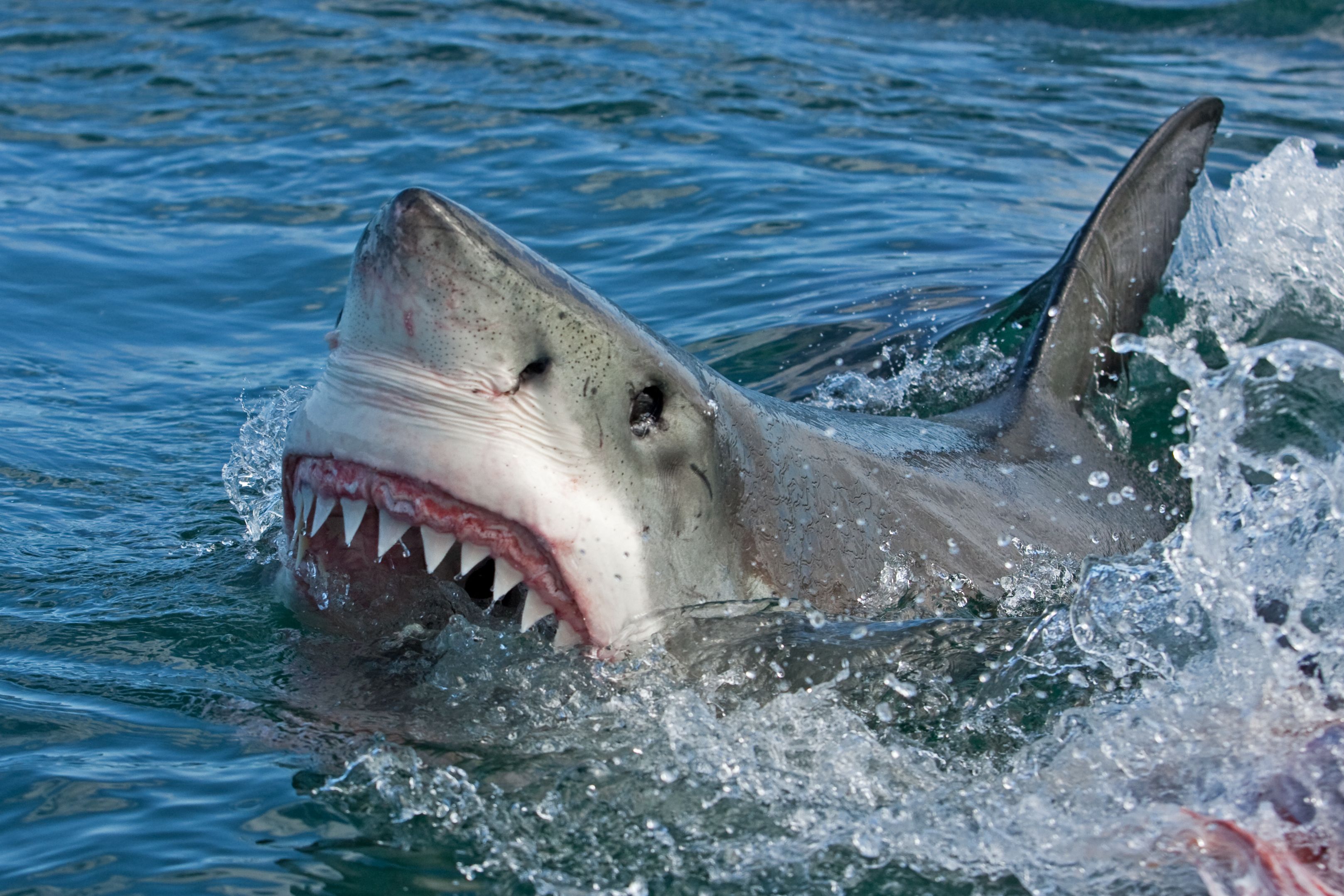 The Deadliest Sharks In The World (& Some Are Found In The U.S.)