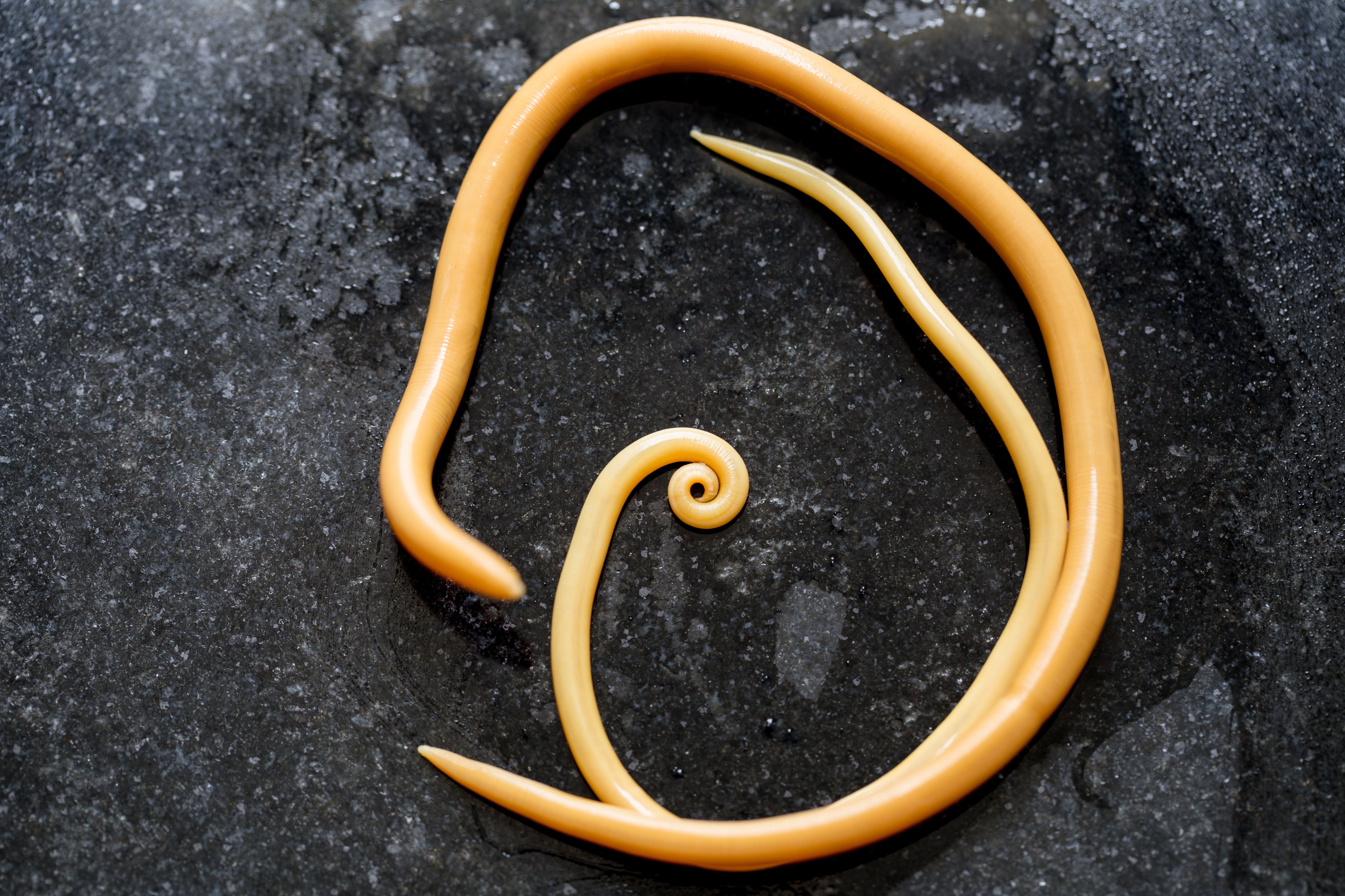 10 Deadliest Animals That Kill The Most Humans Annually