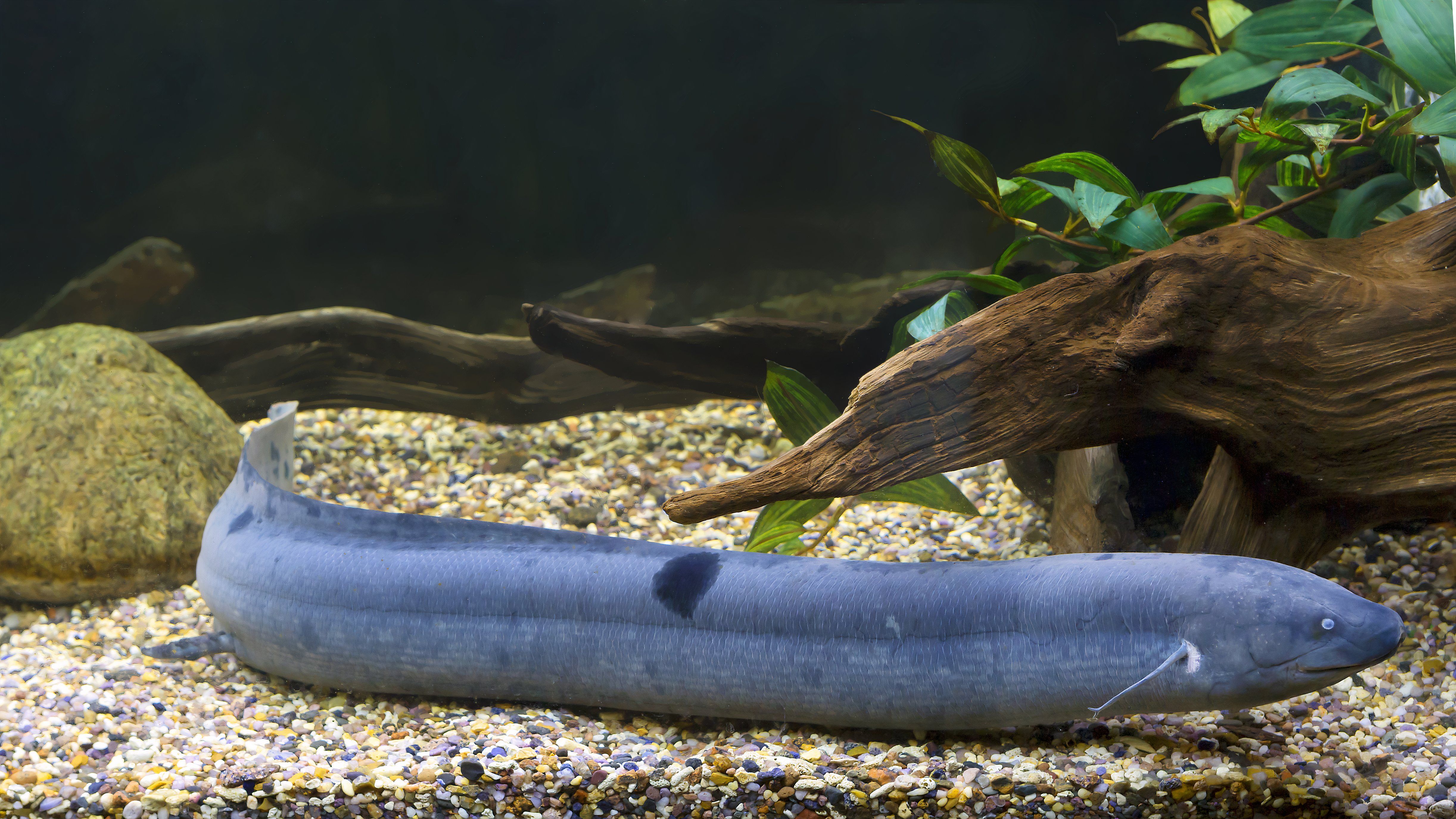 These Ancient Creatures Still Living Today Are Actually Older Than Trees