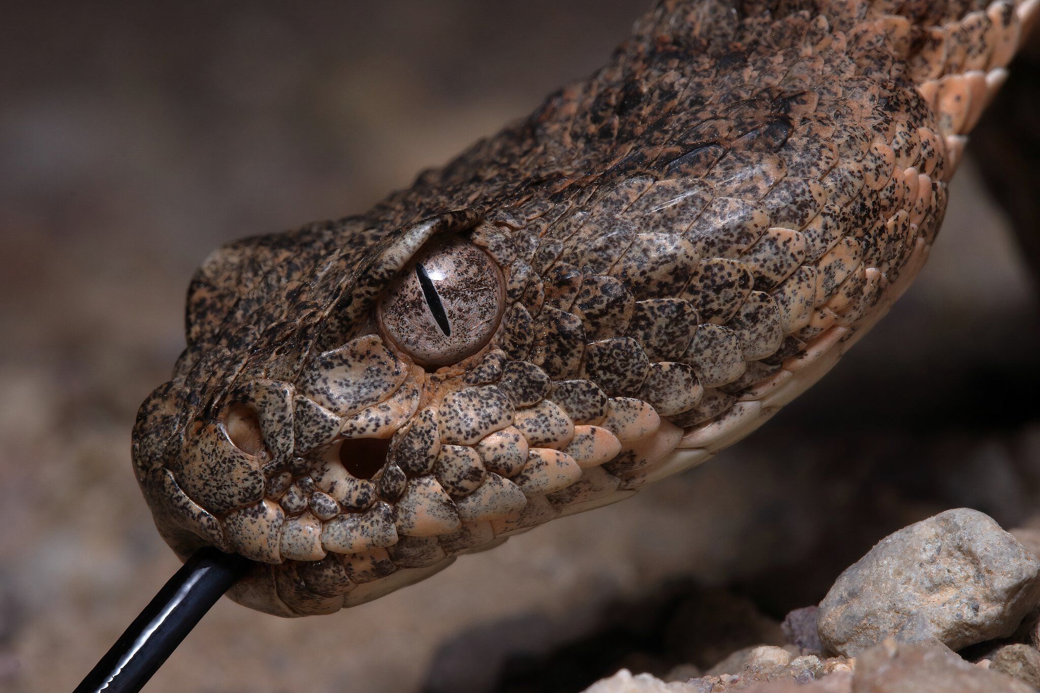 10 Most Dangerous Snakes In America & Where They're Found