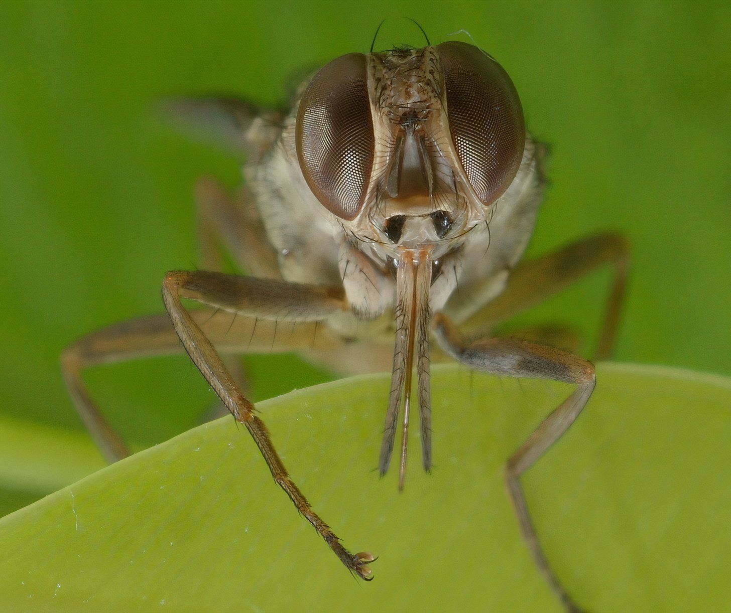 The World's Deadliest Animals Aren't Snakes