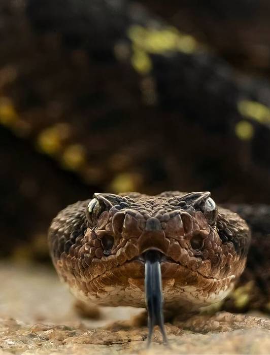 Don’t Be Fooled By Its Goofy Eyes, The Arabian Sand Boa Is A Deadly Hunter