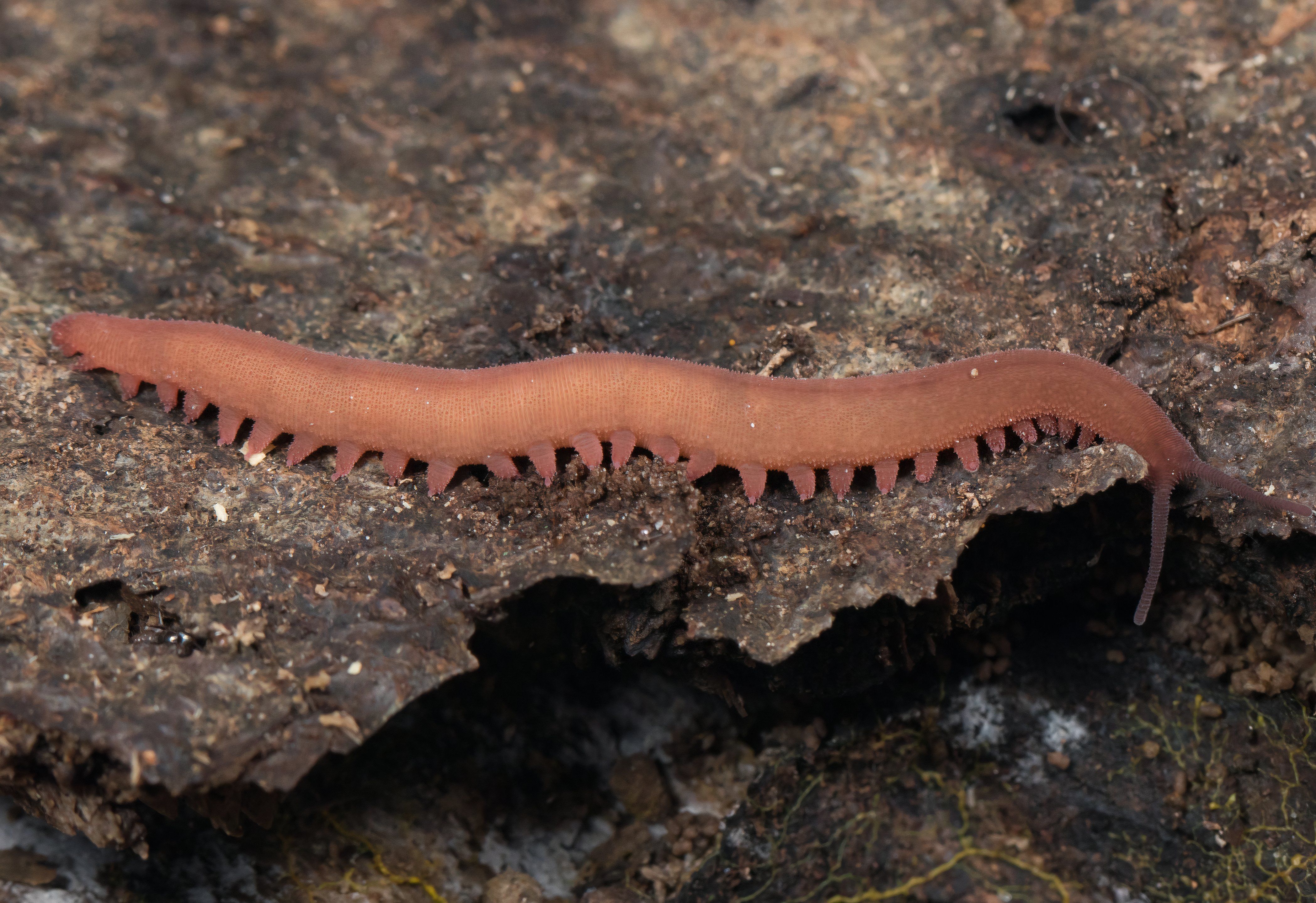 These Ancient Creatures Still Living Today Are Actually Older Than Trees
