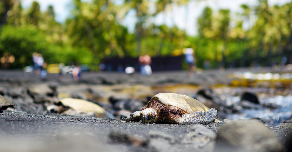 Cape Cod Has Serious Turtle Issues With Hundreds Washed Up On The Beaches