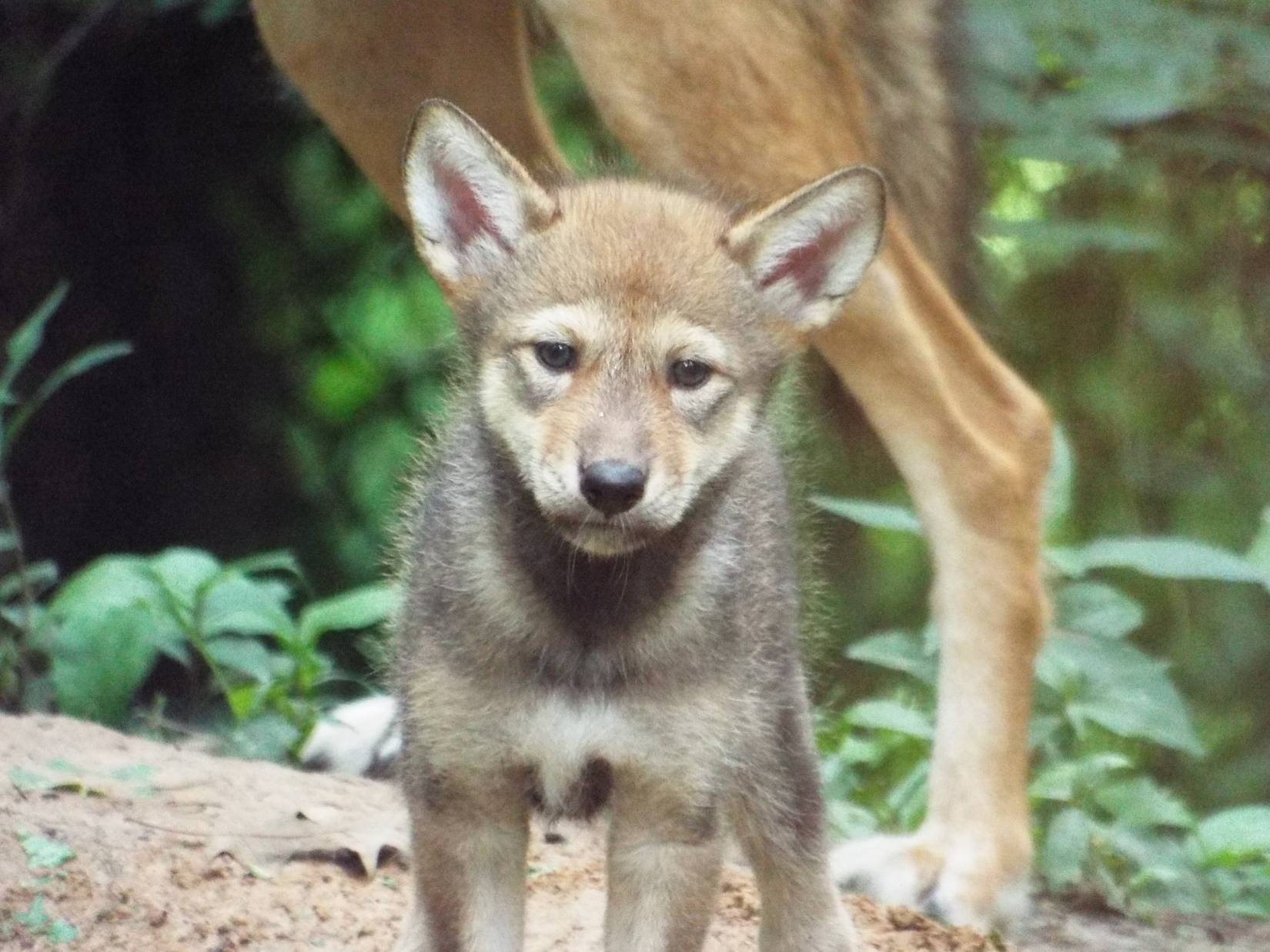 The World's Rarest Wolf Is Found Only In North Carolina