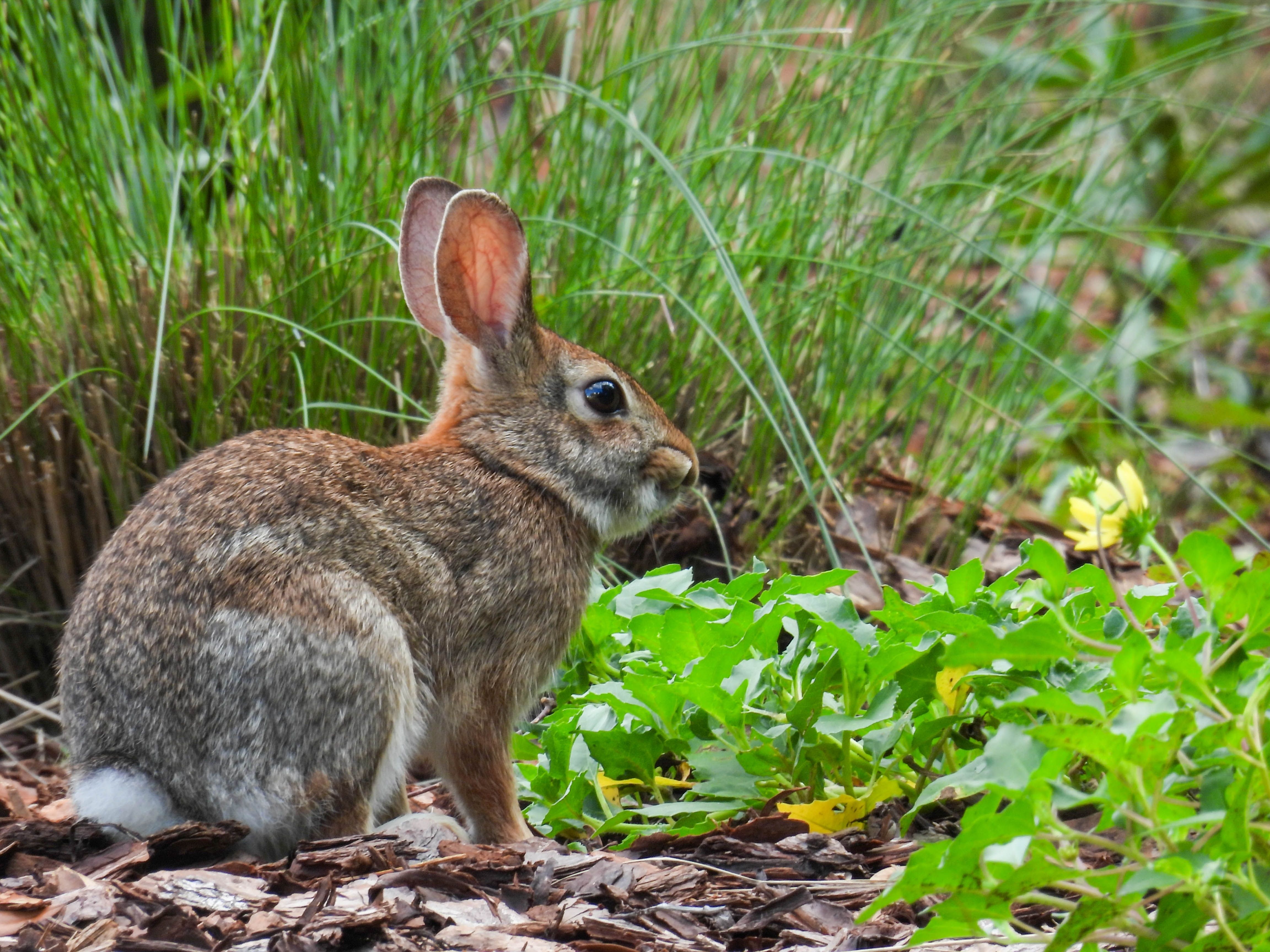 Experts Rejoice As Rare Mammal Finally Resurfaces In Mexican