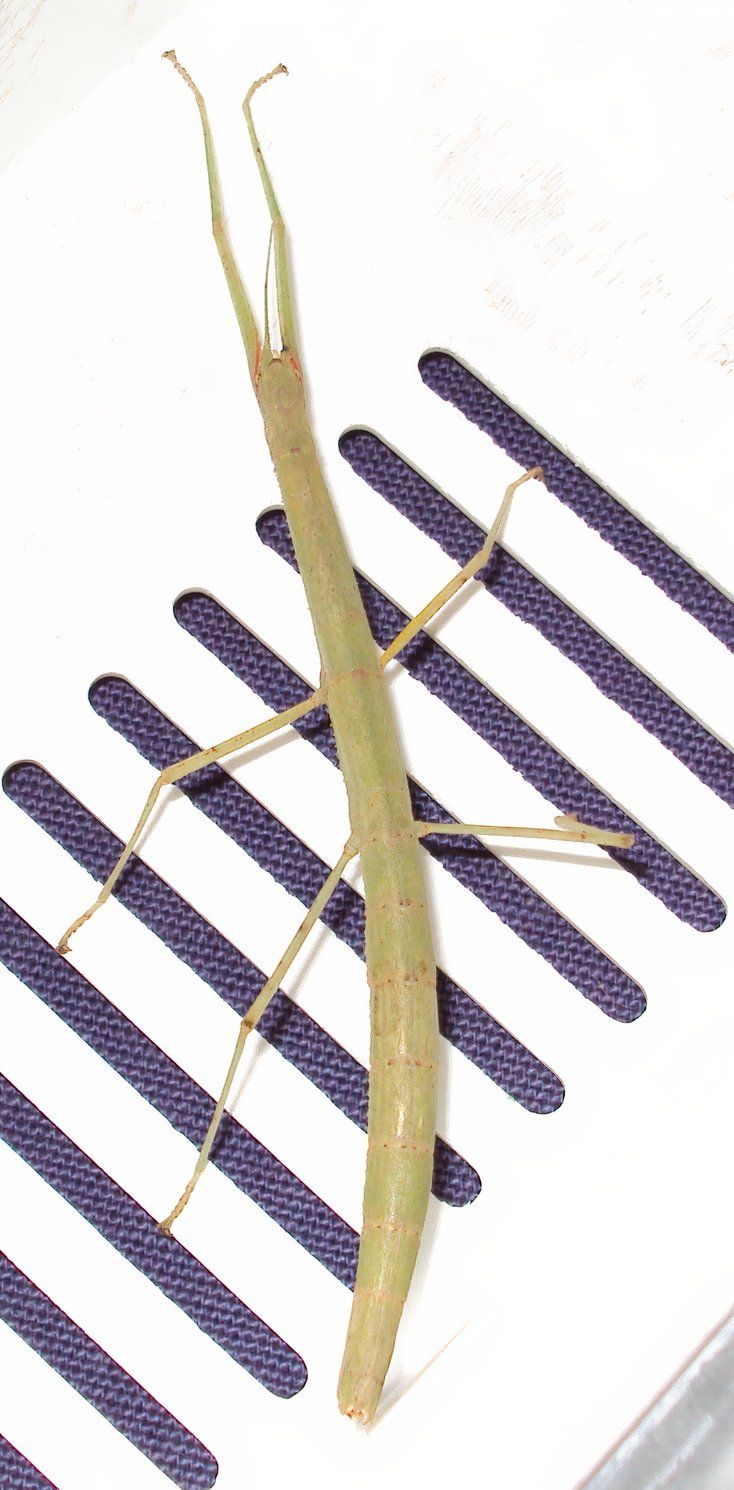 The World's Rarest Insect Is Back After A Shipwreck Threatened Its ...