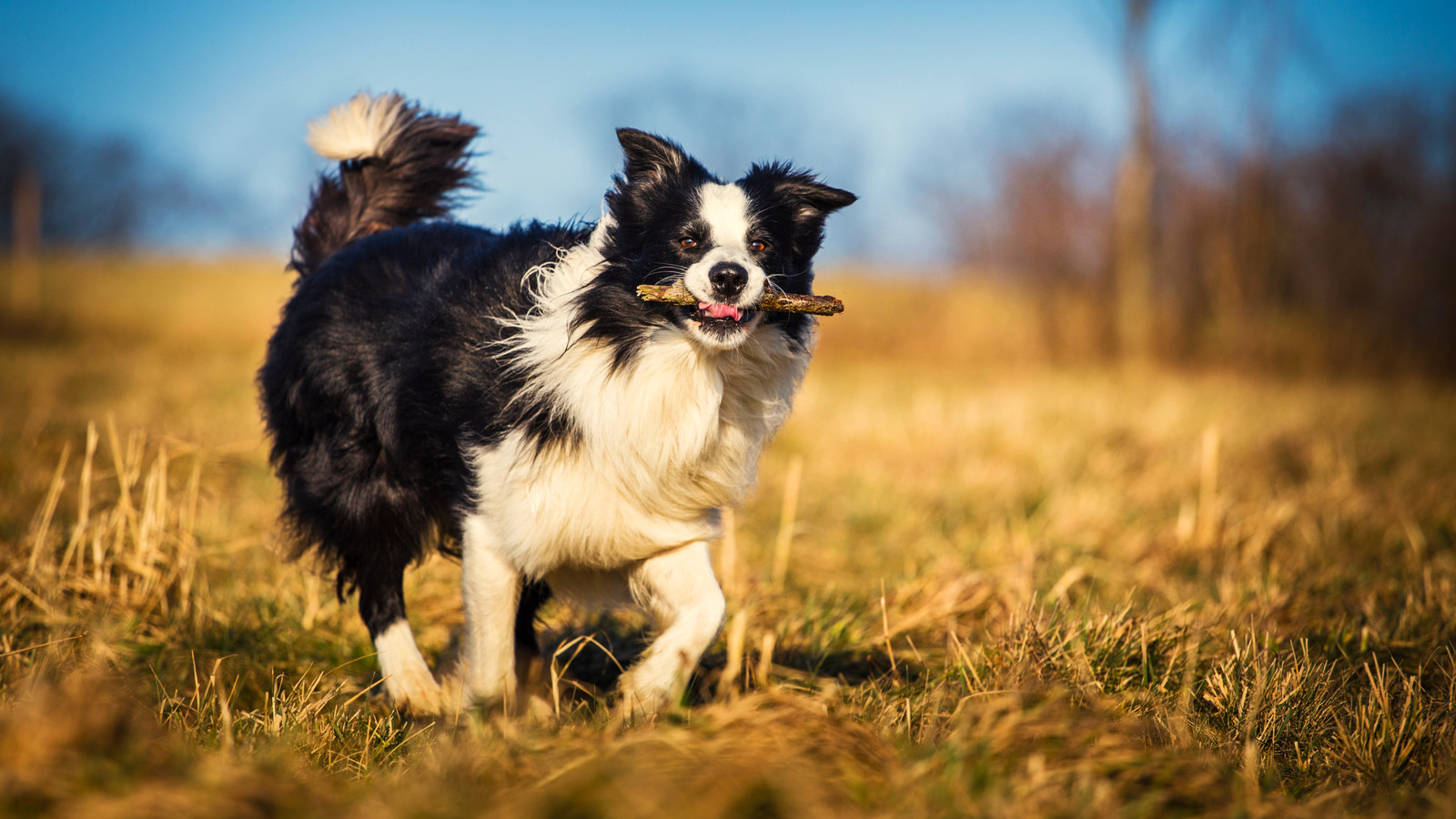 What are the Smartest Dog Breeds in the World: Top 10 Genius Dogs