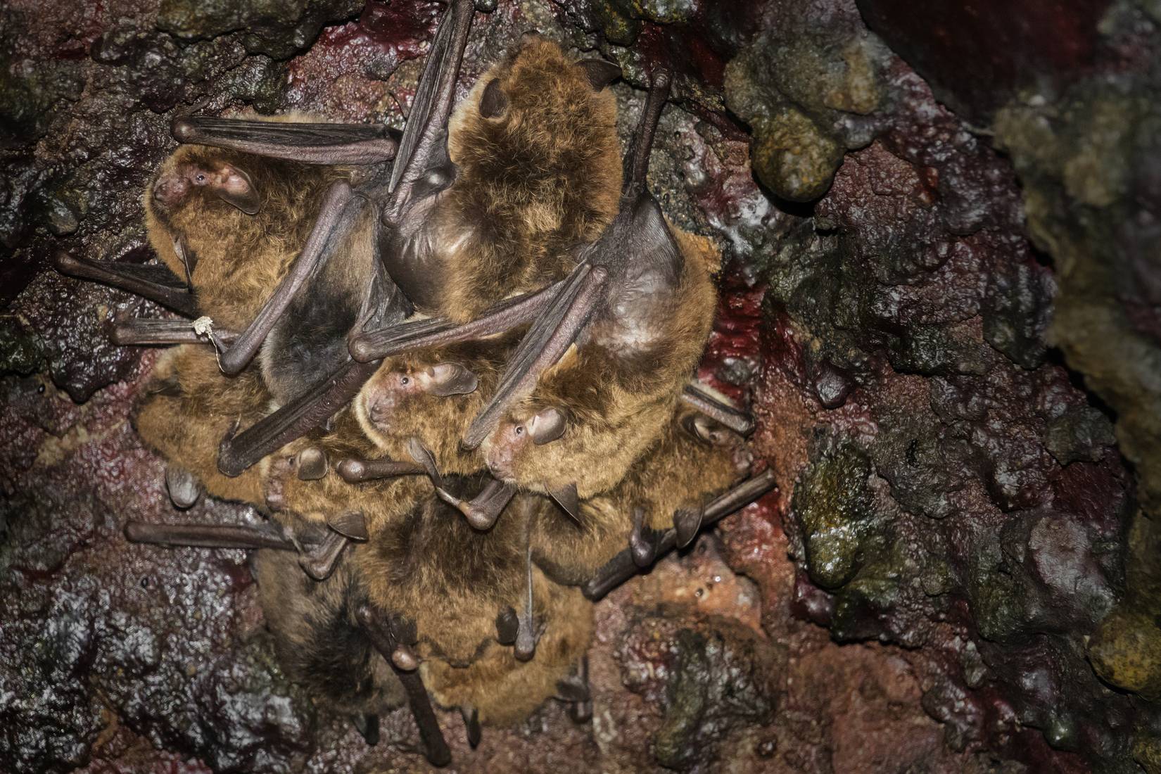 New Study Reveals Bats Use Storm Winds To Migrate Long Distances