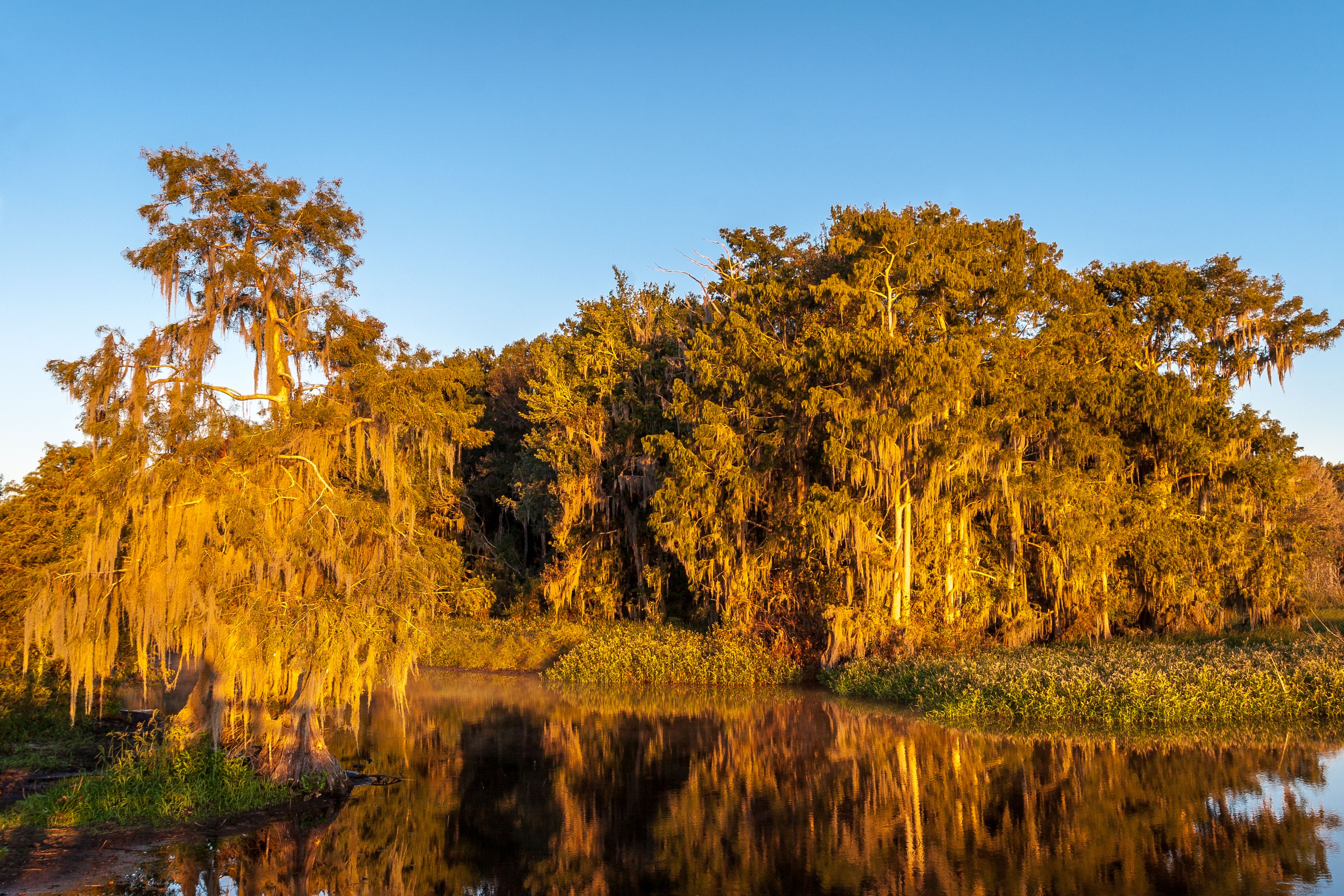 10 Most Alligator-Infested Lakes In Florida
