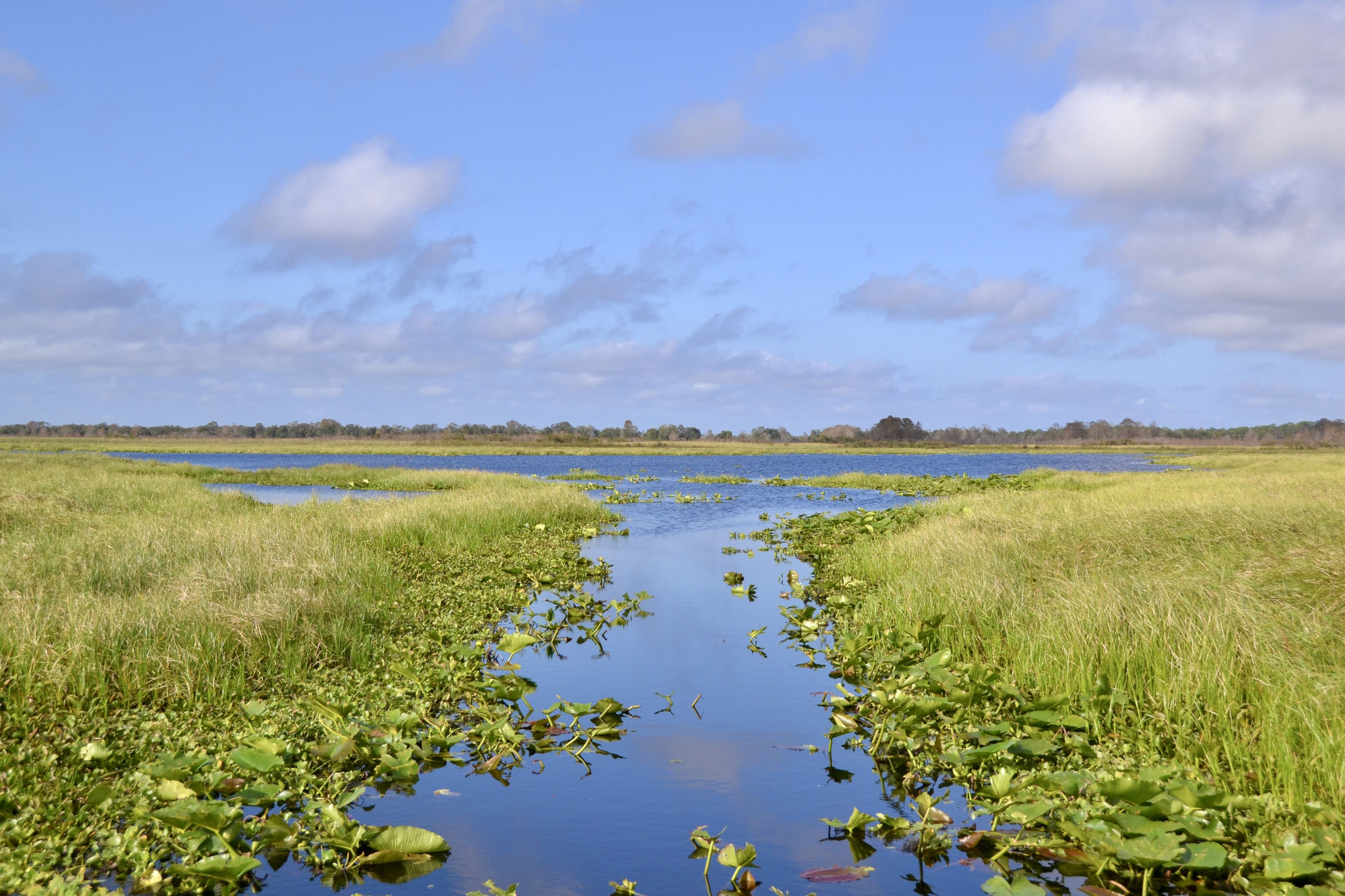 10 Most Alligator-Infested Lakes In Florida