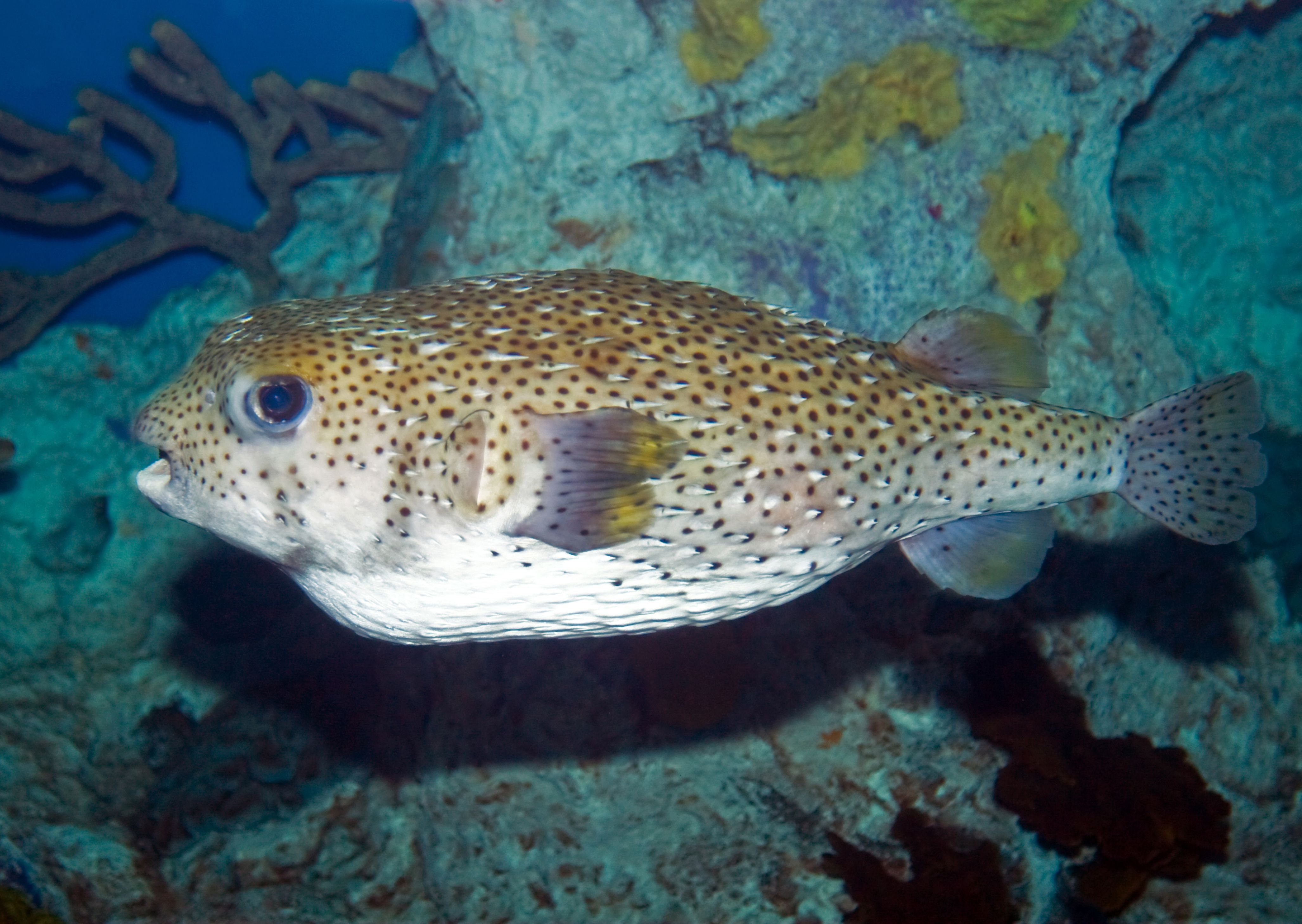 Dolphins Harass Pufferfish & Pass Them Around For A Hilarious Reason