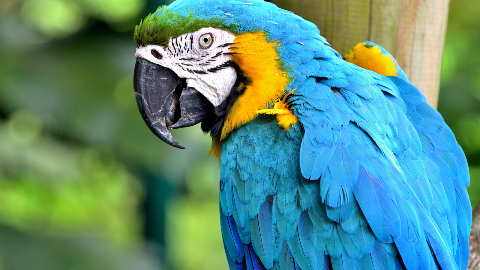 These Animals Live For Over 100 Years