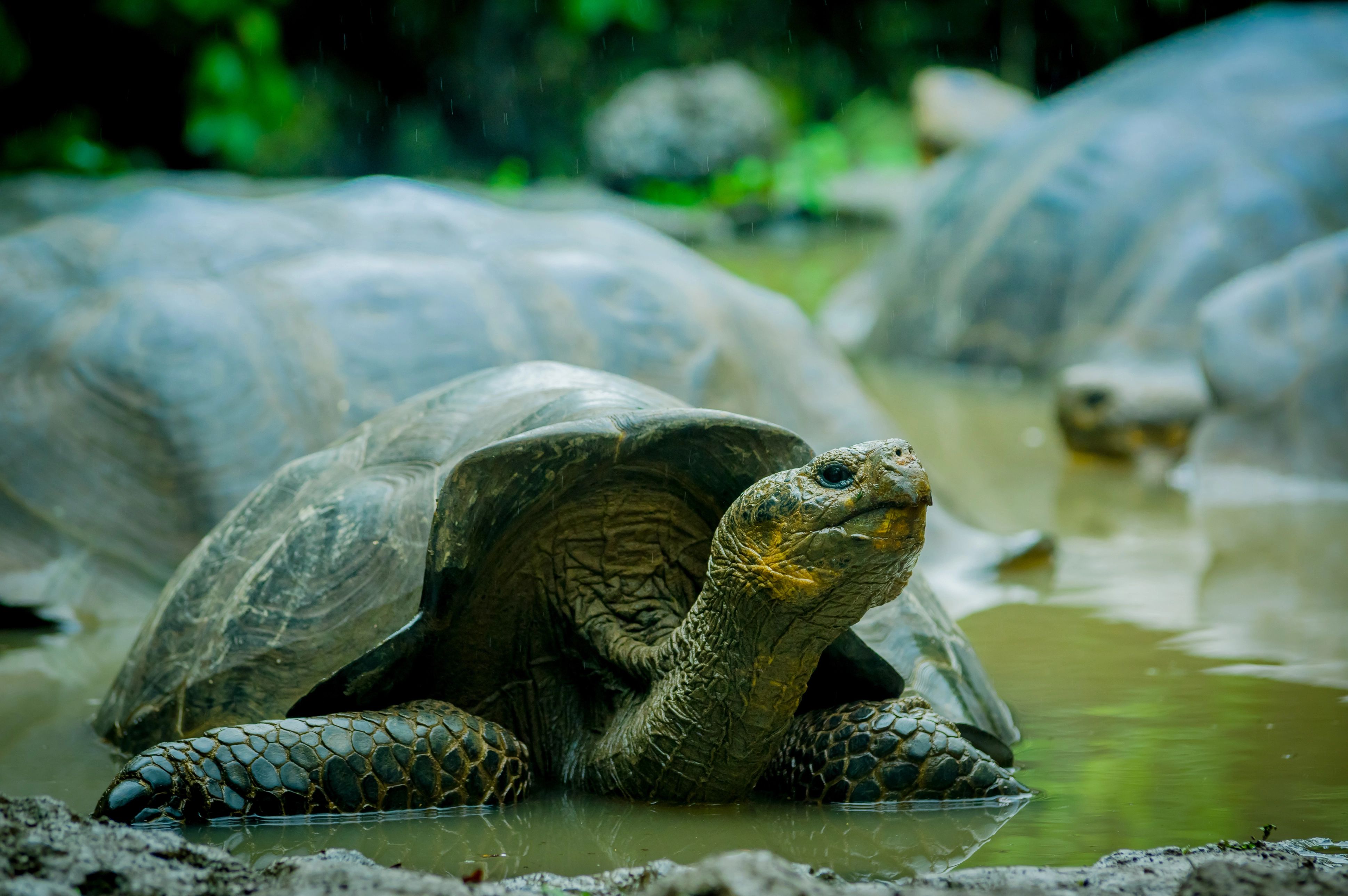 The World's Oldest Tortoise Was Owned By Both Charles Darwin & Steve Irwin