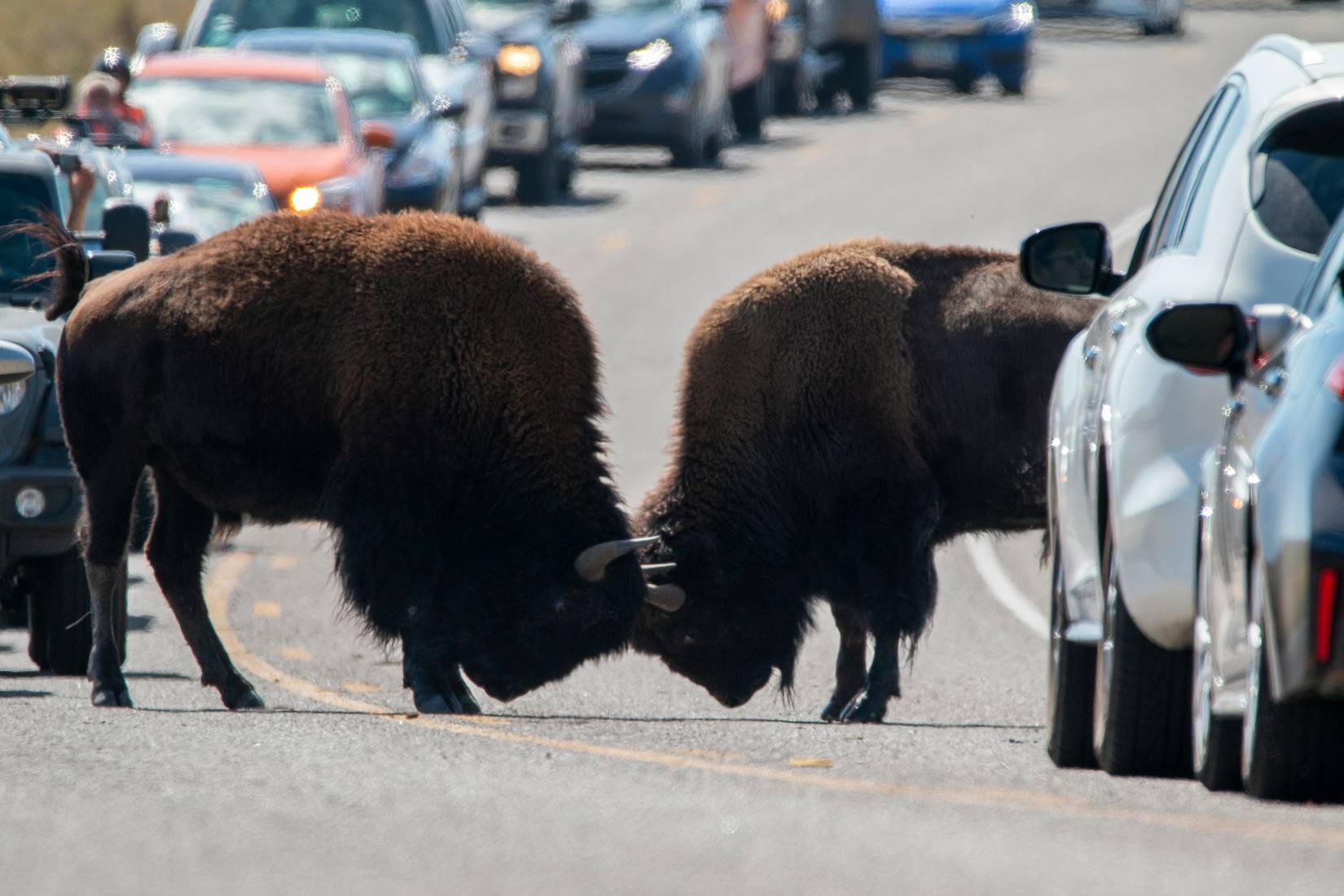Head to head bulls hold up cars in Yellowstone National Park
