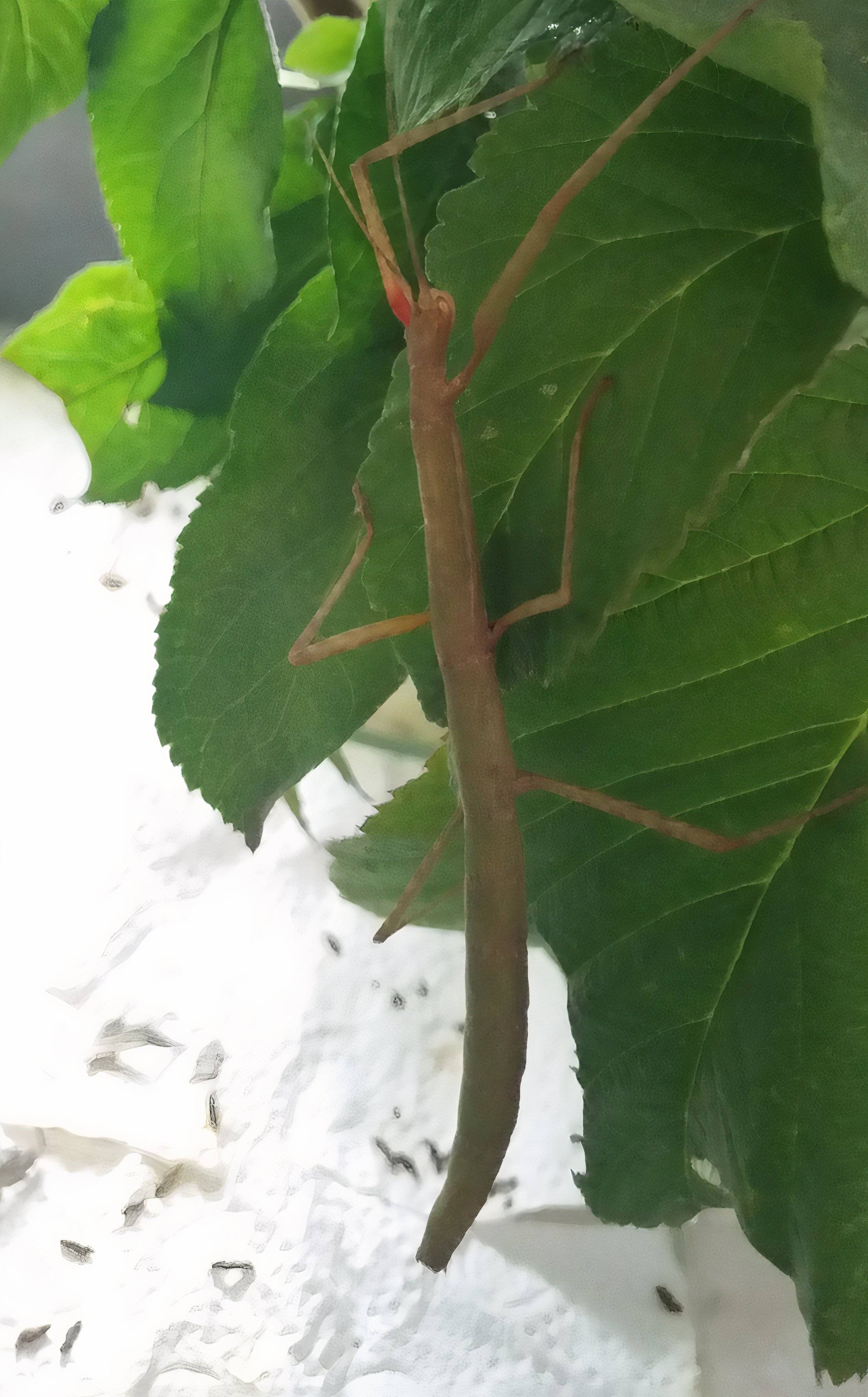 Rust Insect India The World's Rarest Insect Is Back After A Shipwreck Threatened Its ...