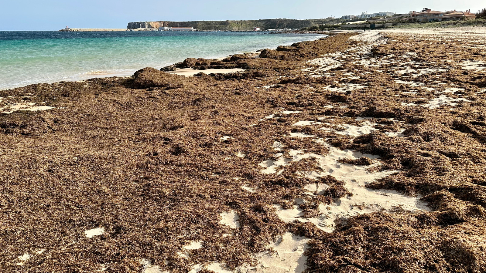 Warning Issued for Tourists Heading to Spain After Invasive Algae ...