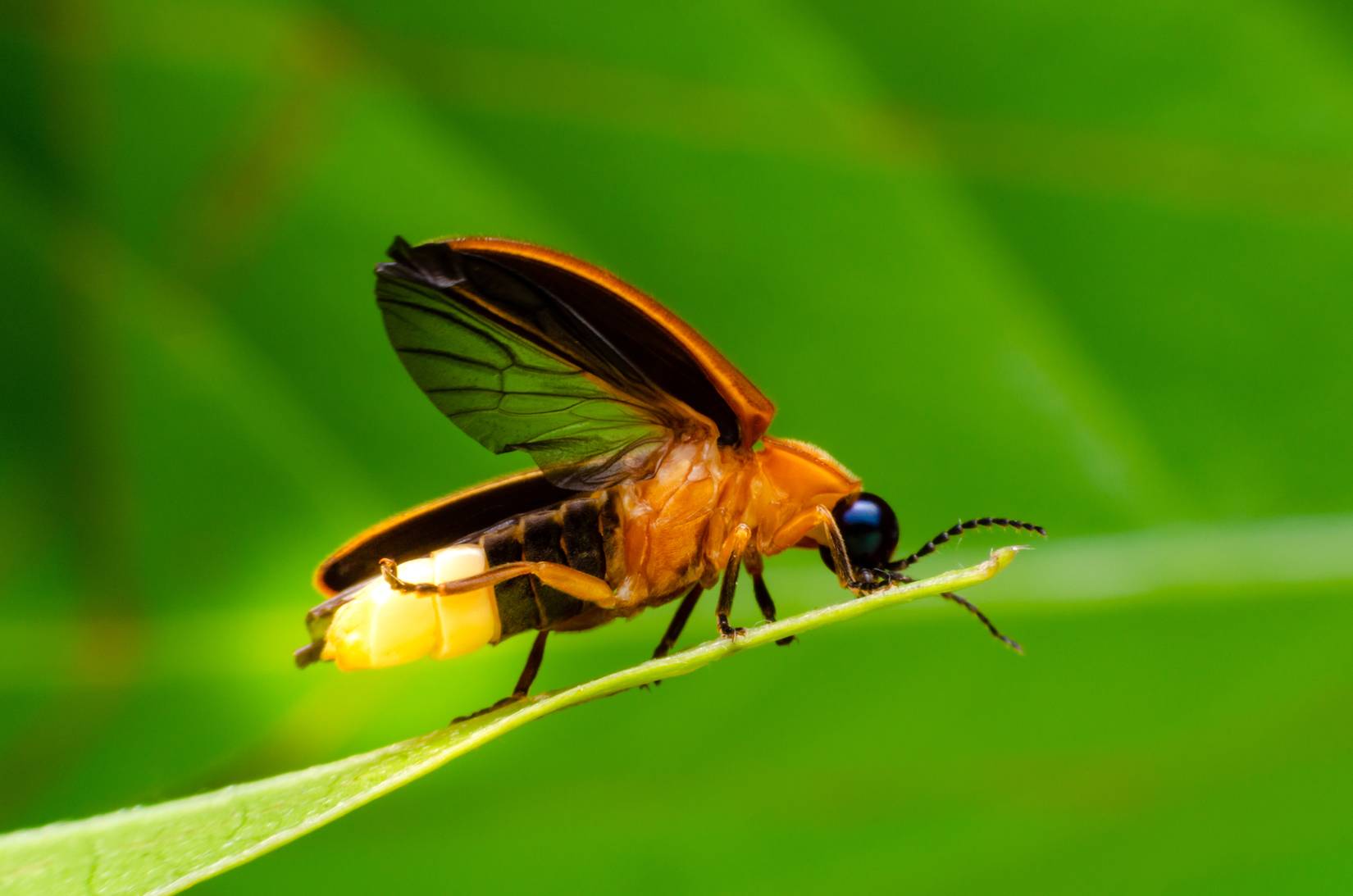 Firefly closeup