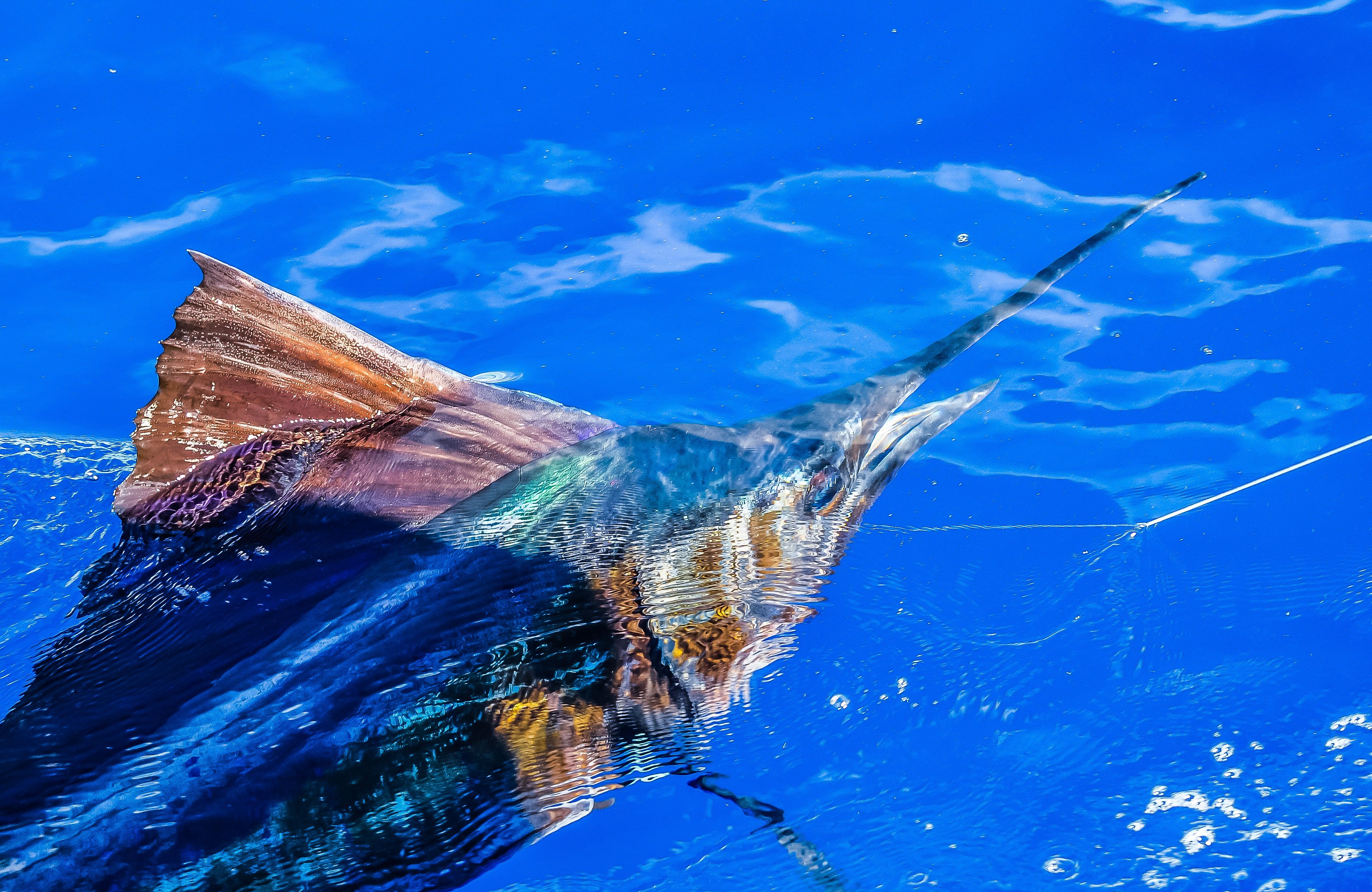 The Fastest Underwater Species Can Reach Speeds Of 68 Miles Per Hour