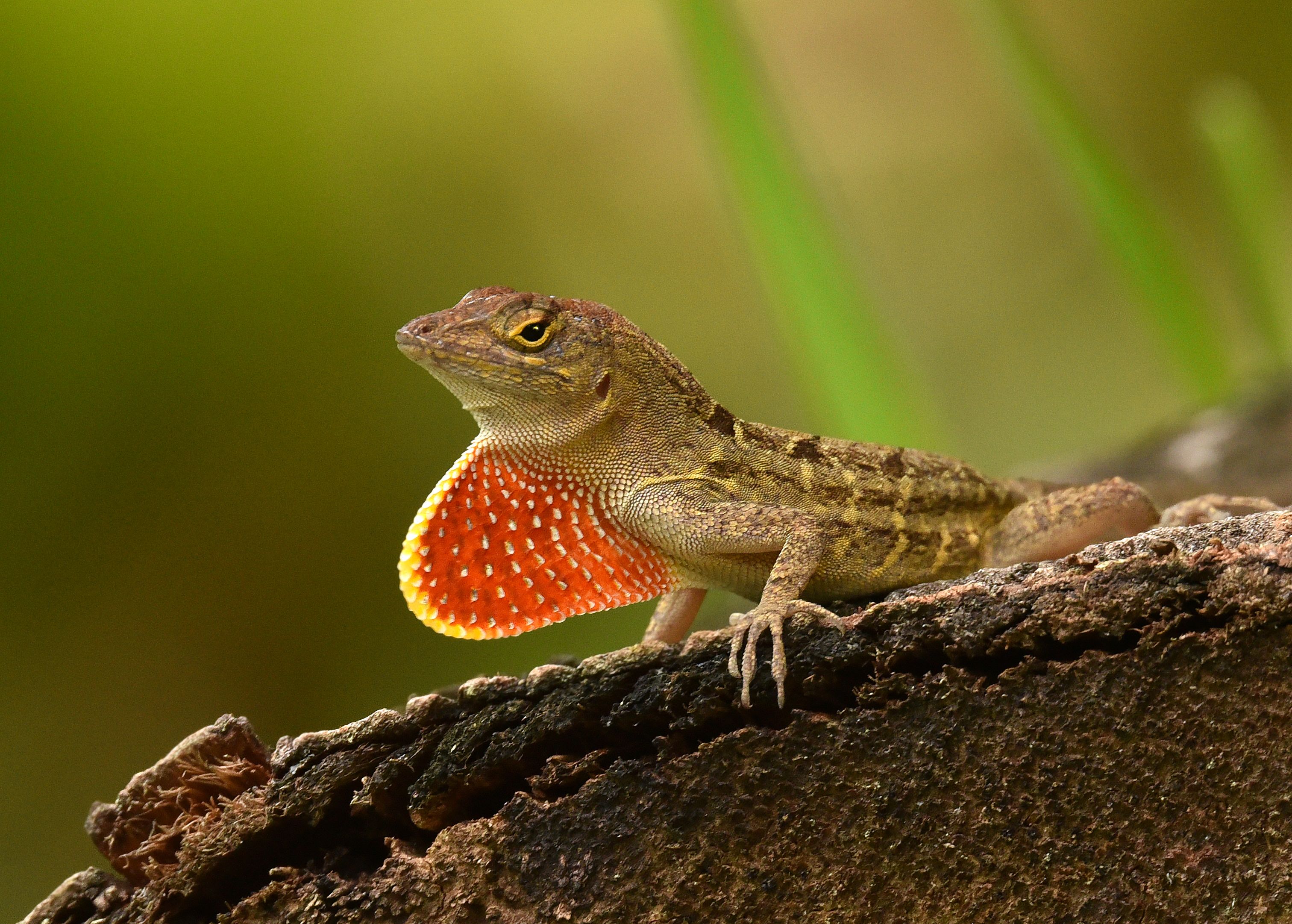 The Chameleon Isn't The Only Animal That Can Change Color