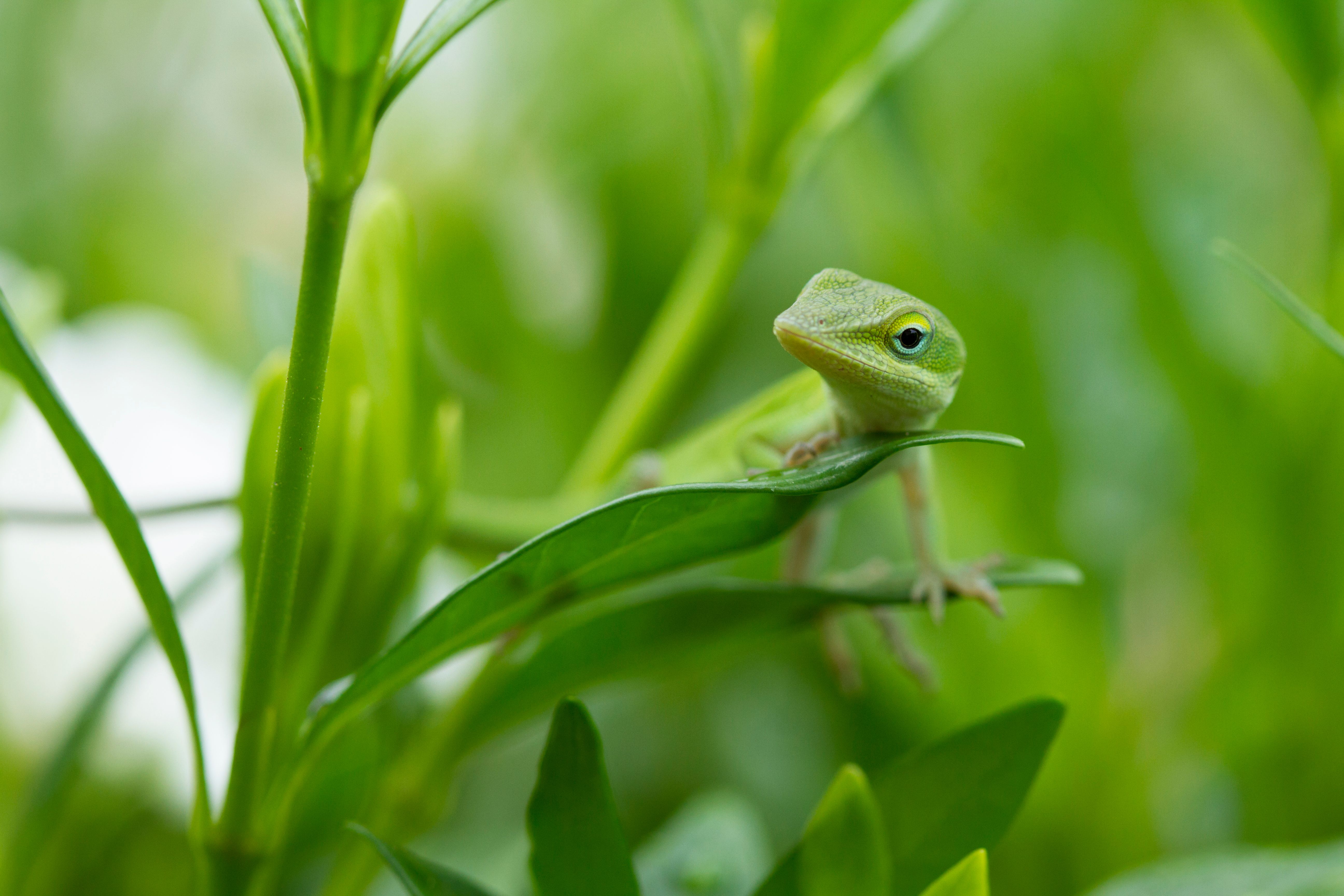 The Chameleon Isn't The Only Animal That Can Change Color