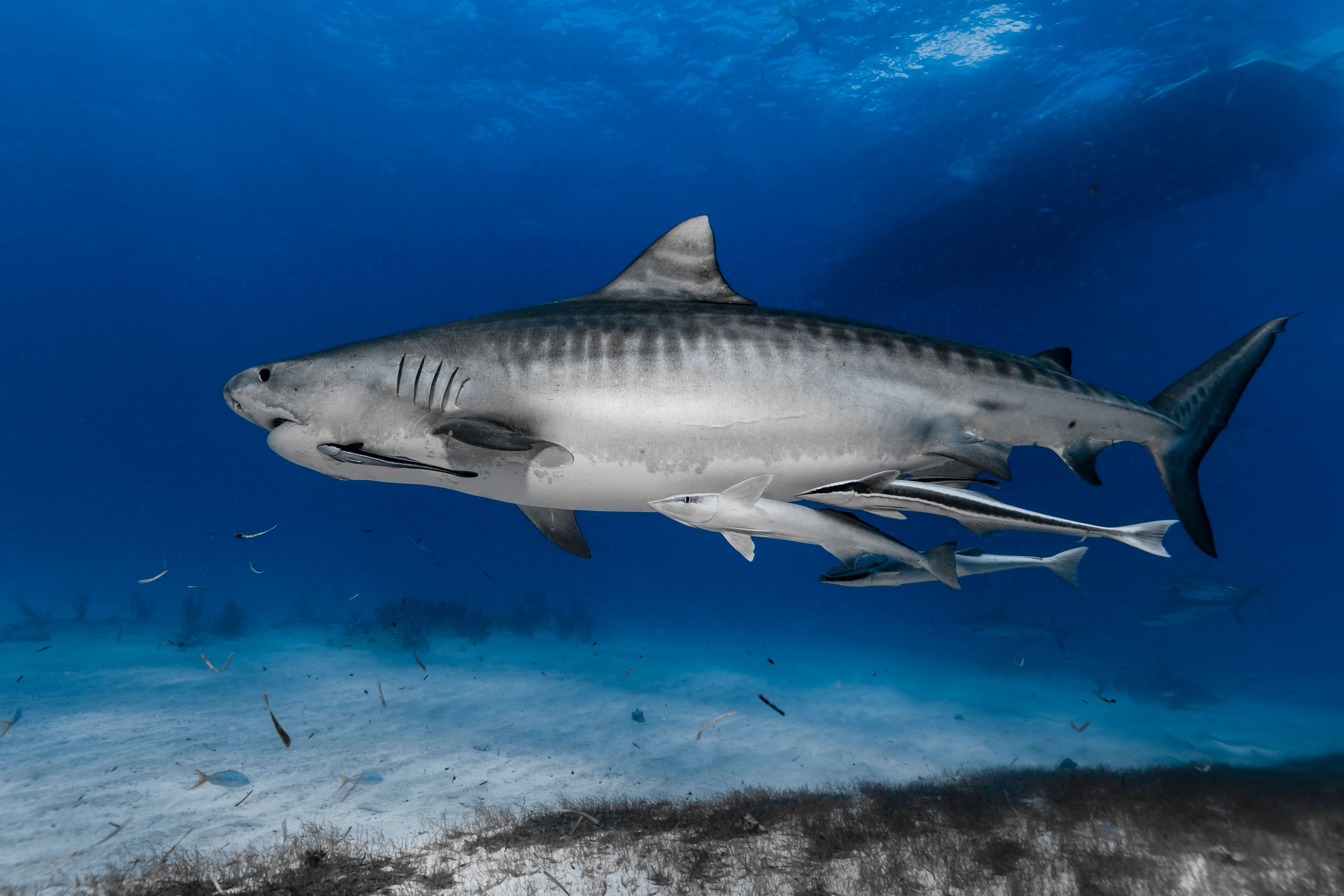 Not The Great White: The World's Other Most Dangerous Shark Is Found In ...