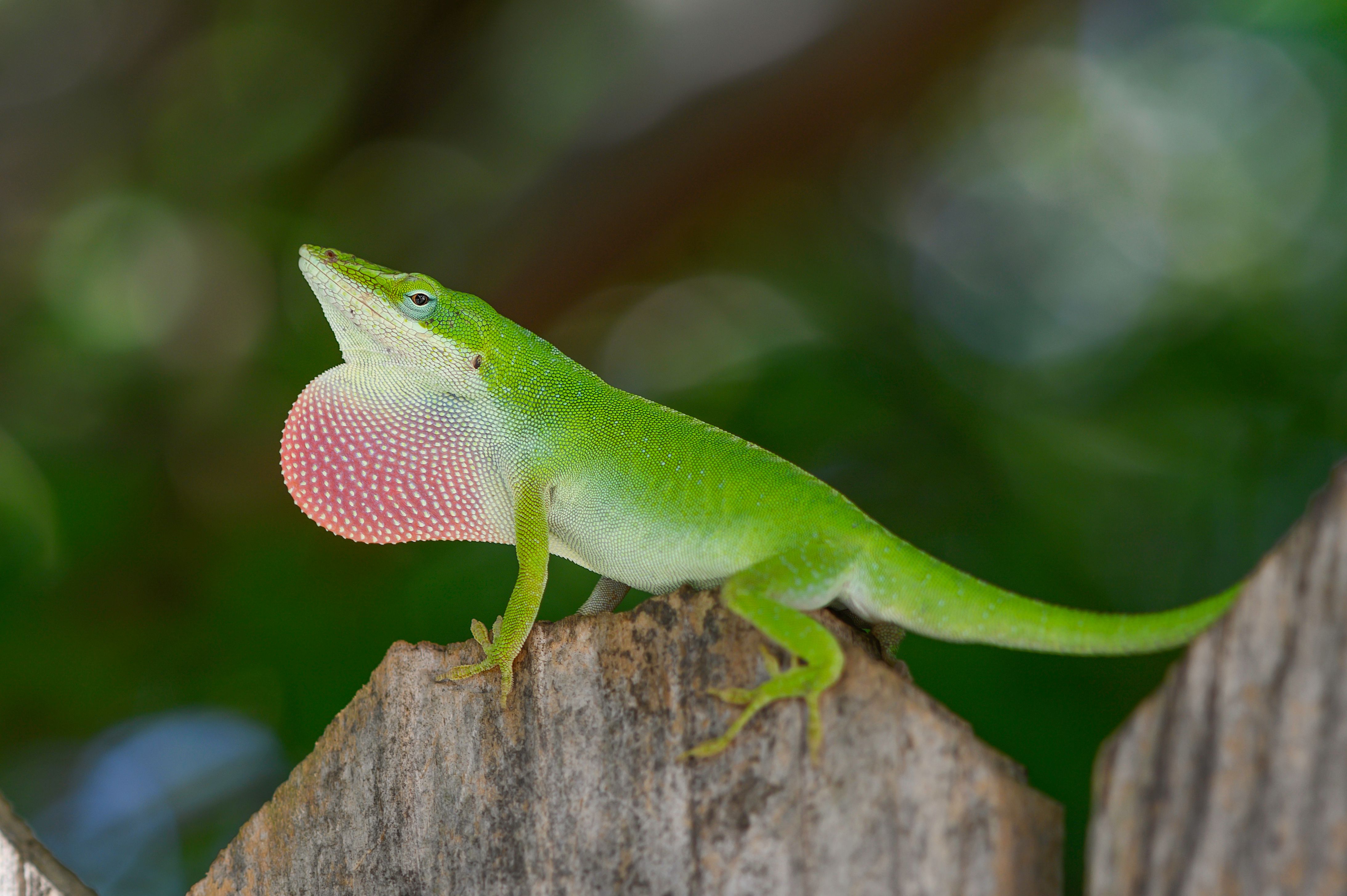 The Chameleon Isn't The Only Animal That Can Change Color
