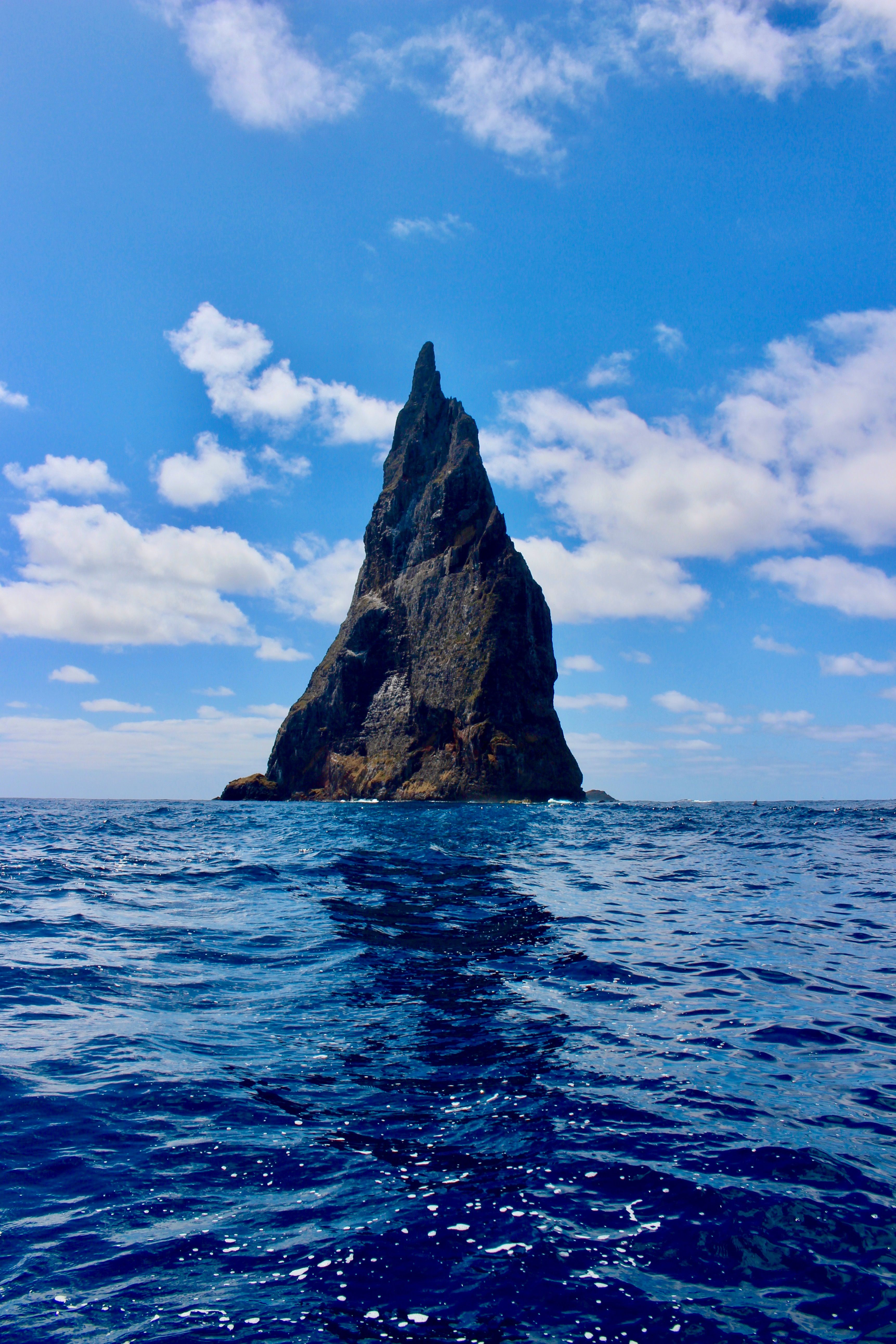 The World's Rarest Insect Is Back After A Shipwreck Threatened Its ...
