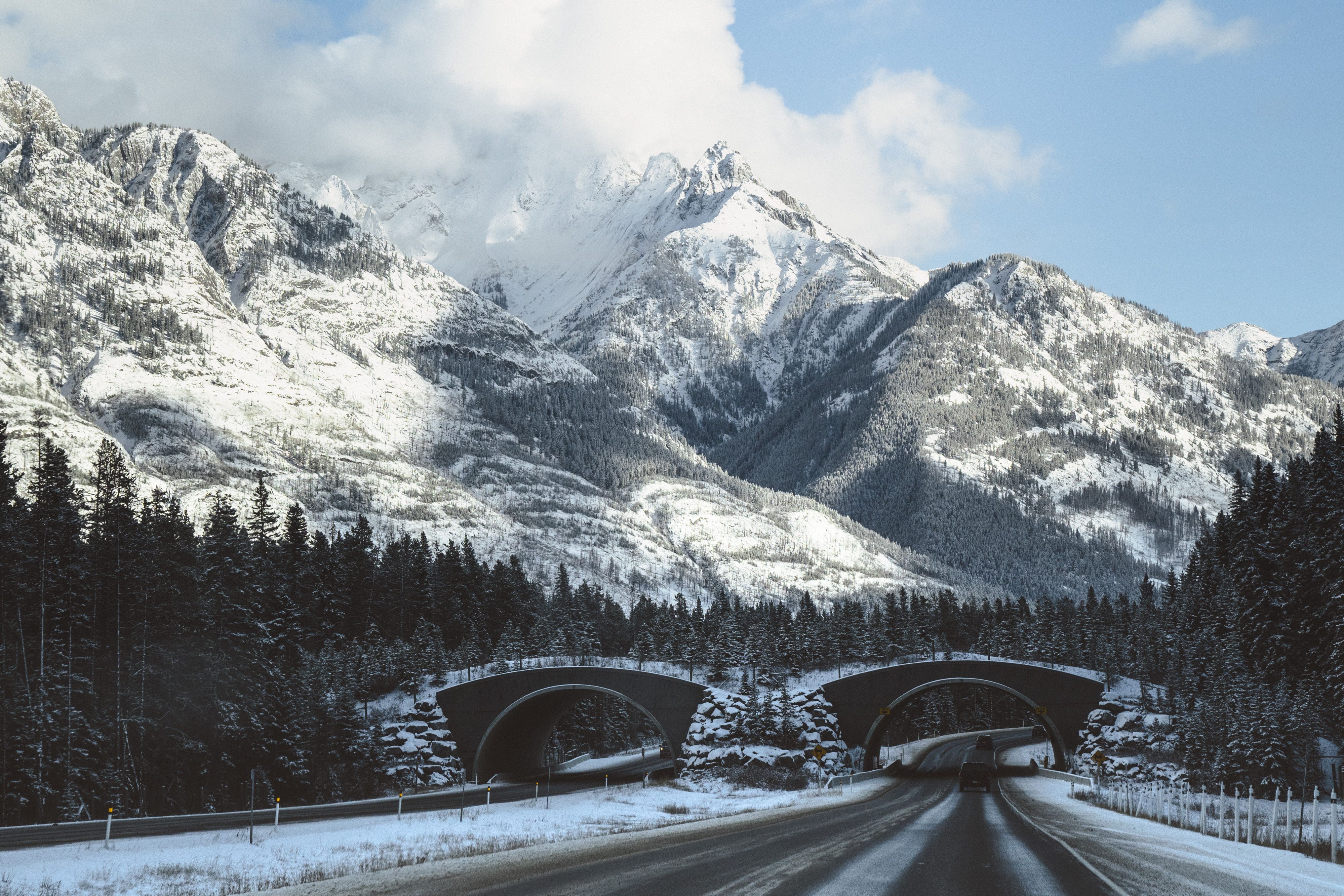 Canada's Top National Park's Genius Solution To Animal-Vehicle ...