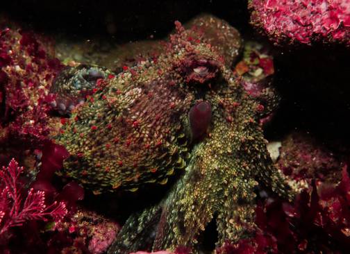 Octopus