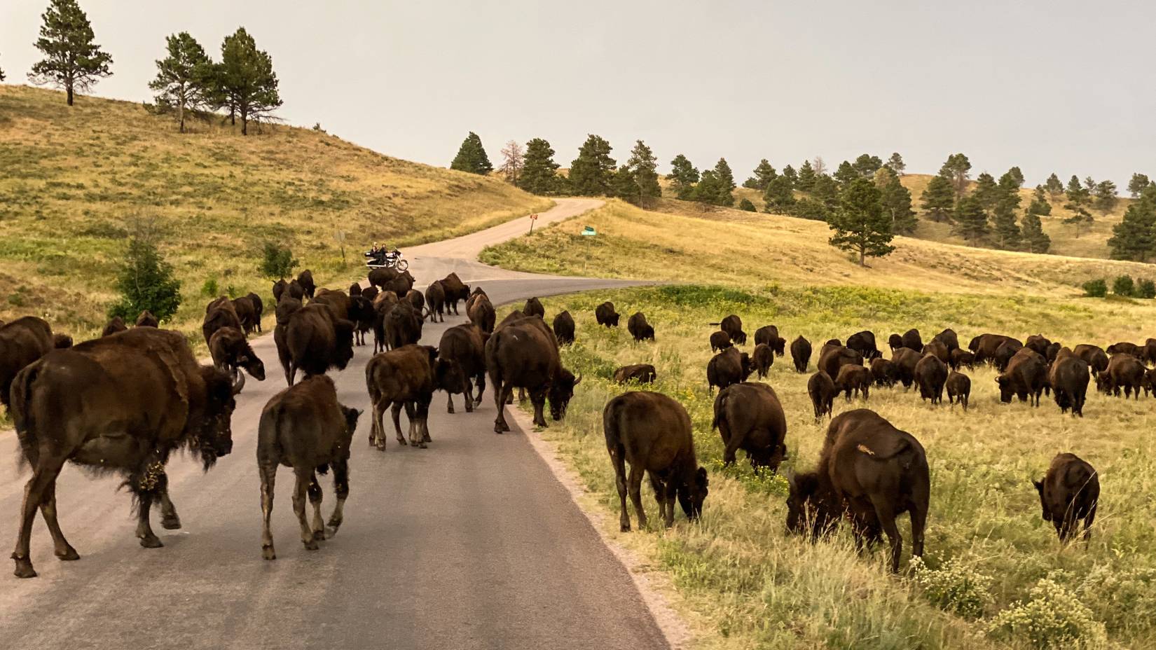 The annual Buffalo Round-up at Custer State Park in South Dakota.