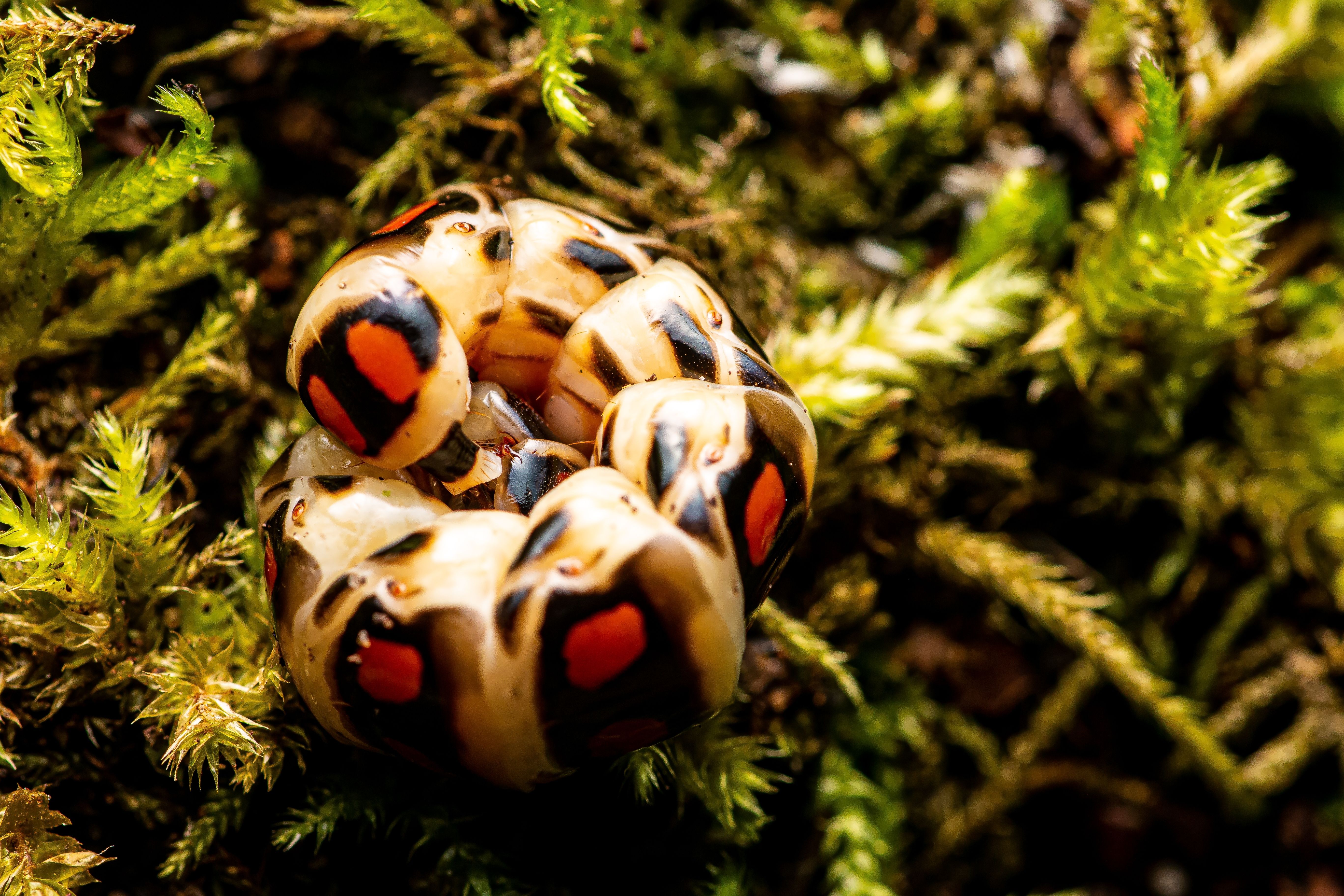 Why These Animals All Glow In The Dark