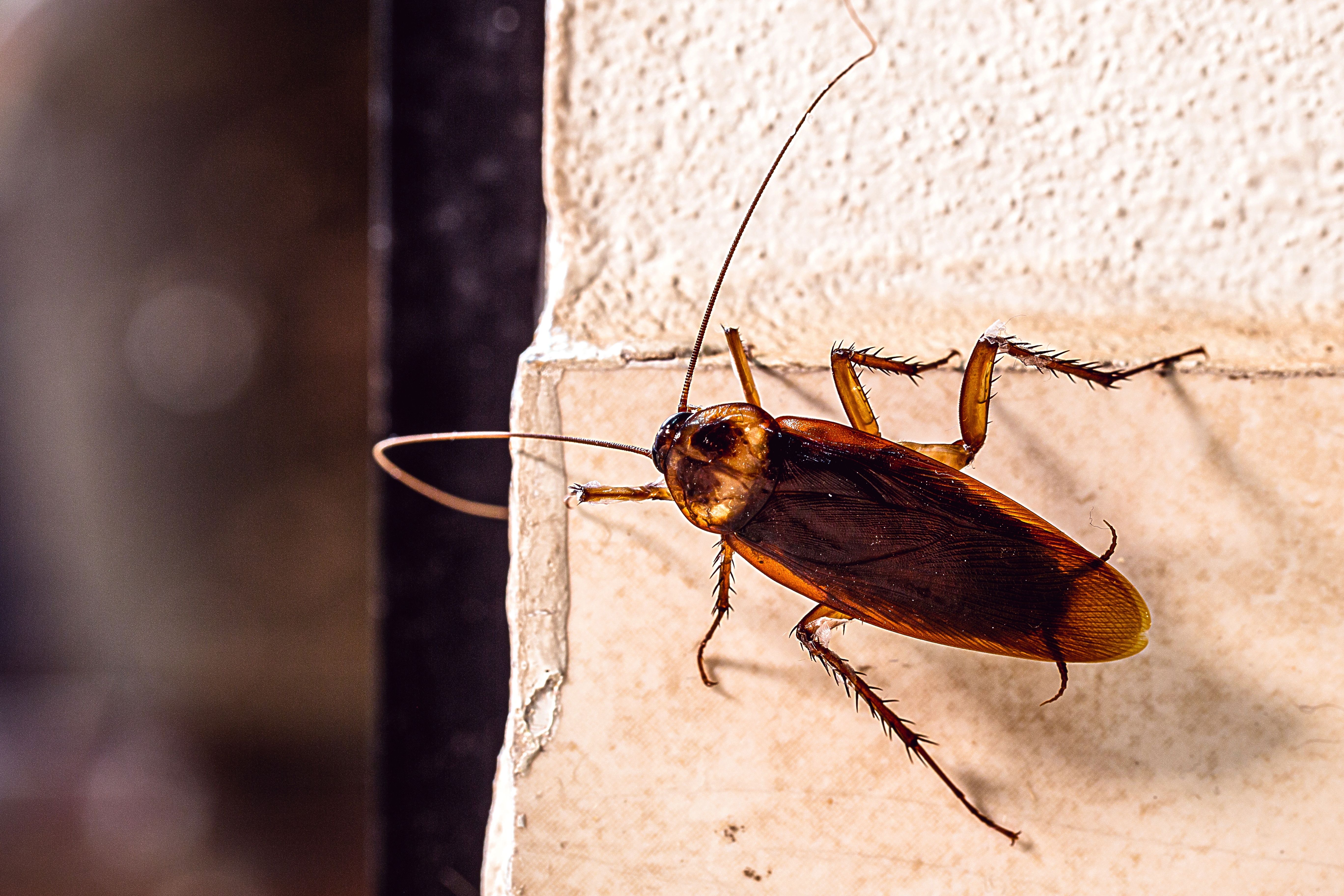These Creatures Can Become Real Zombies