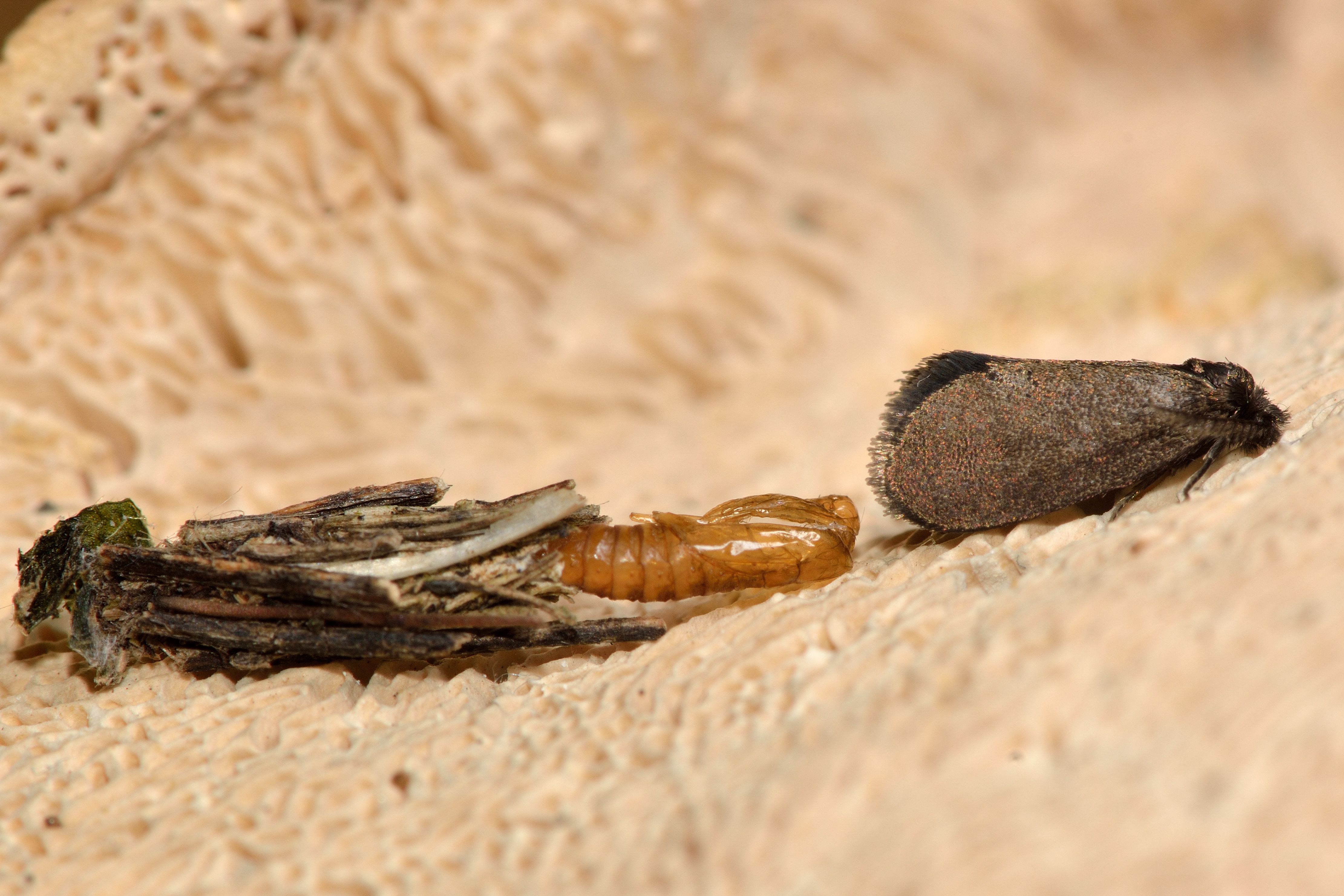 Meet The Bizarre Insect That 