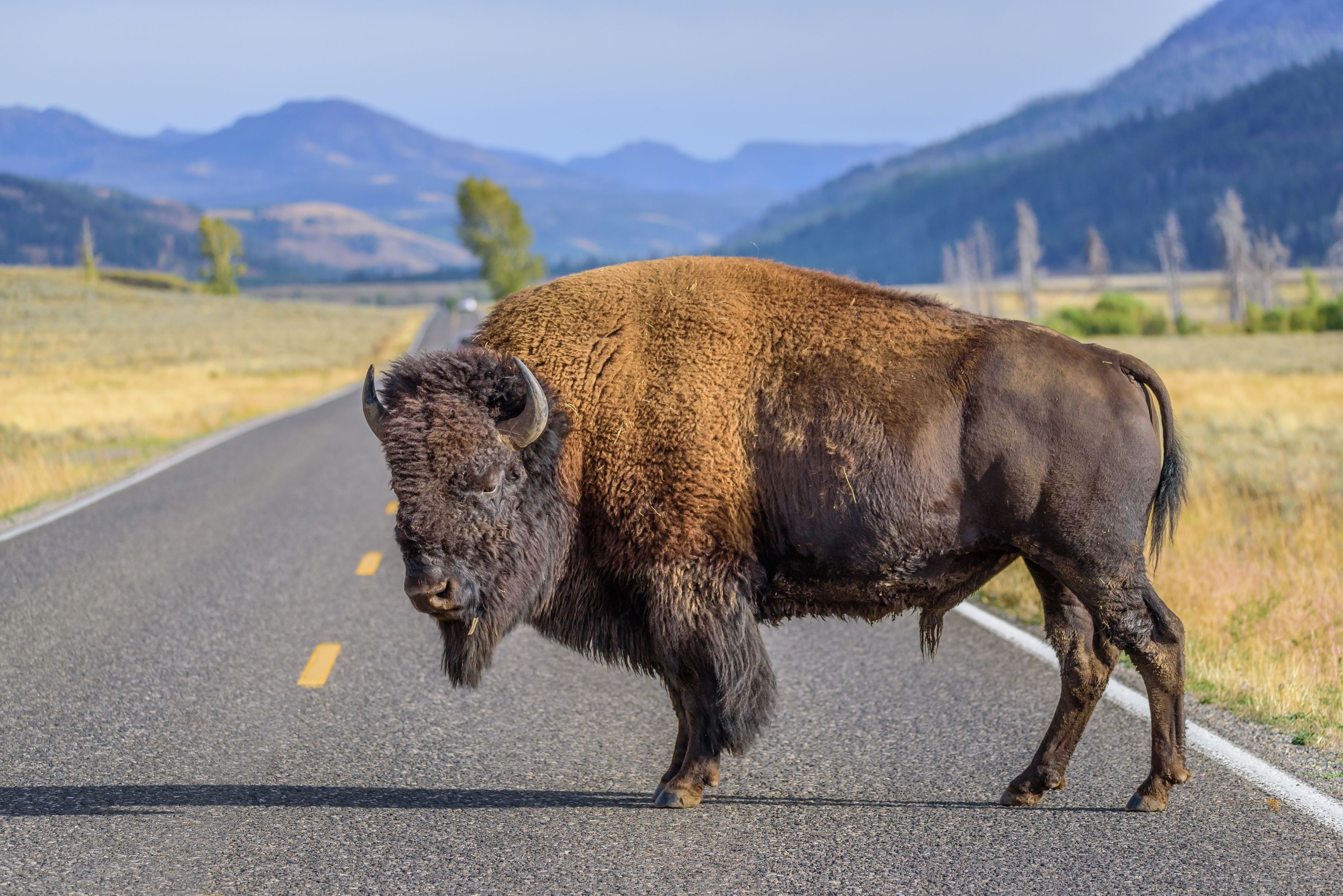 Yellowstone National Park Reveals Status Of Bison That Tossed Tourist 8 Feet In The Air