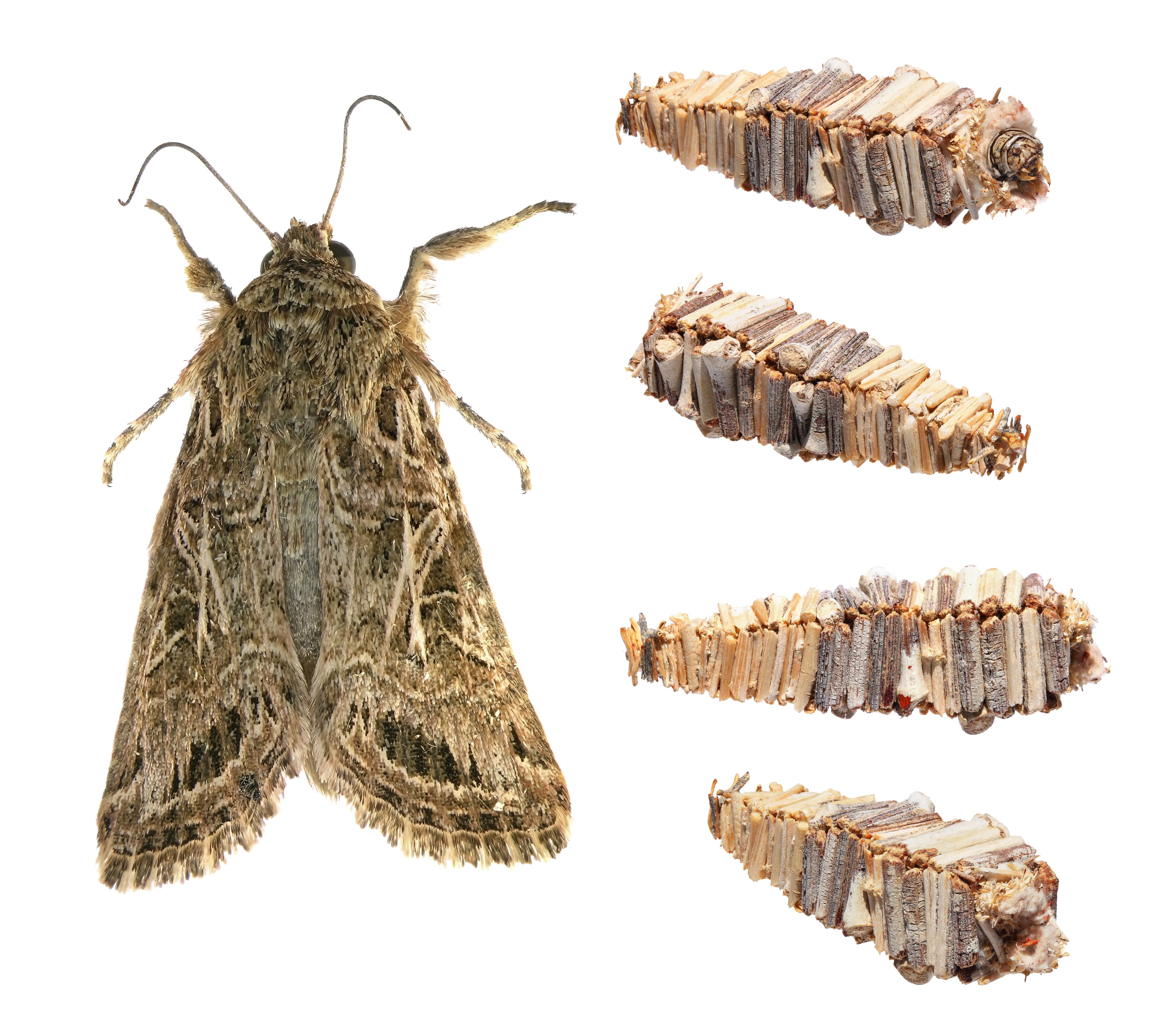 Meet The Bizarre Insect That 