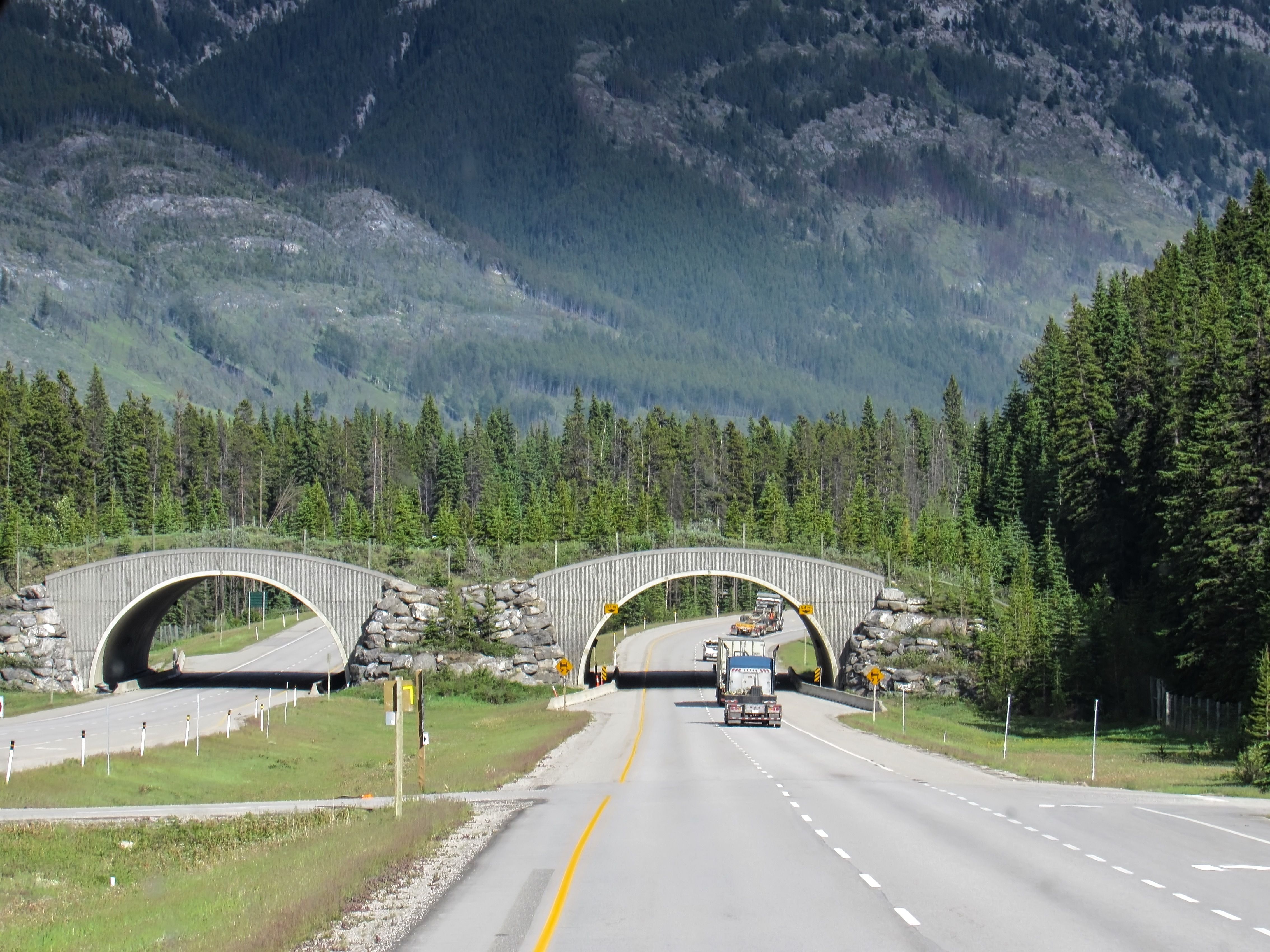 Canada's Top National Park's Genius Solution To Animal-Vehicle ...