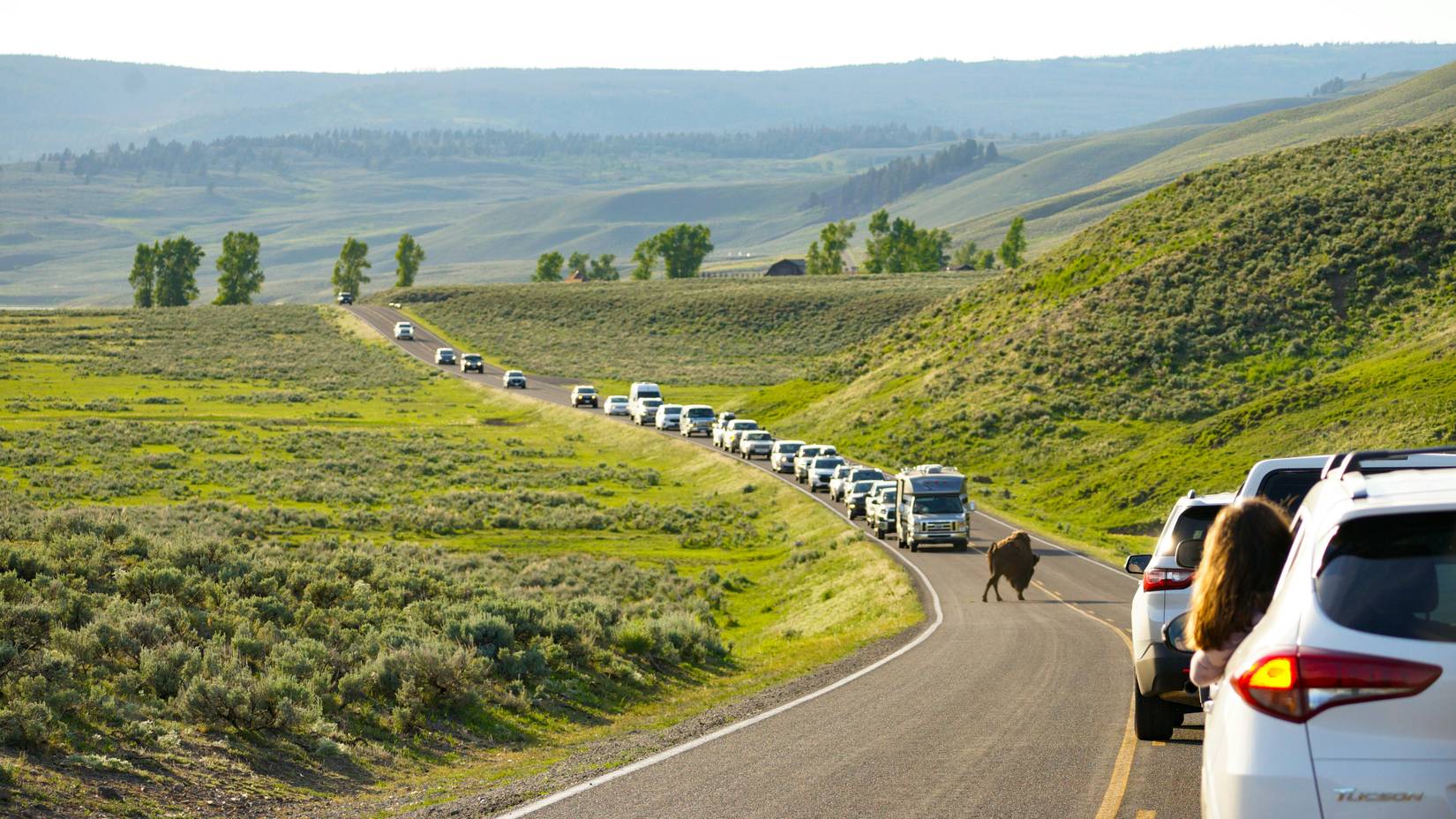 Cattle crossing the road in Yellowstone National Park