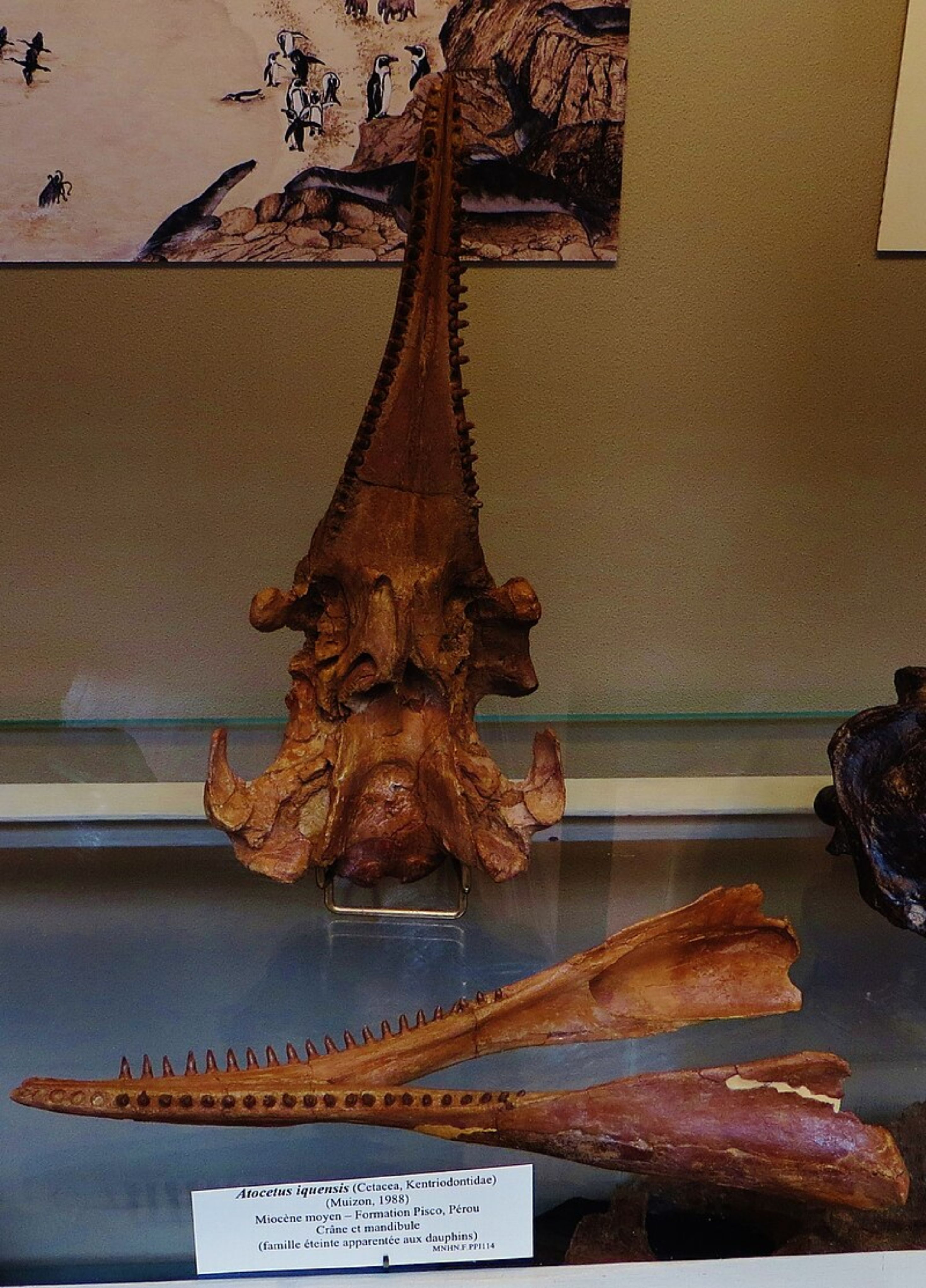 9-Million-Year-Old Fossil Of Sea Giant Found In Remarkable Shape In The ...