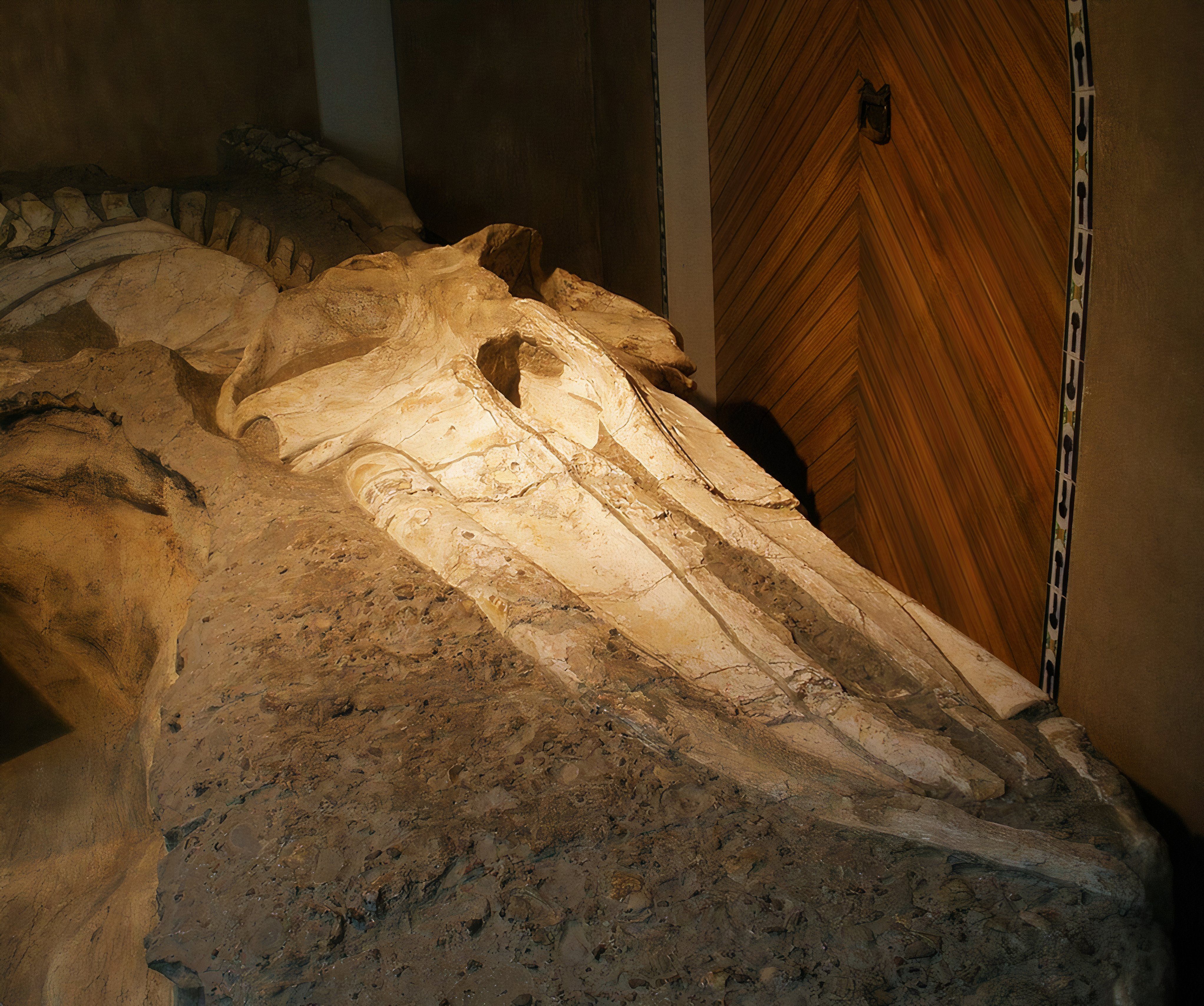 9-Million-Year-Old Fossil Of Sea Giant Found In Remarkable Shape In The ...