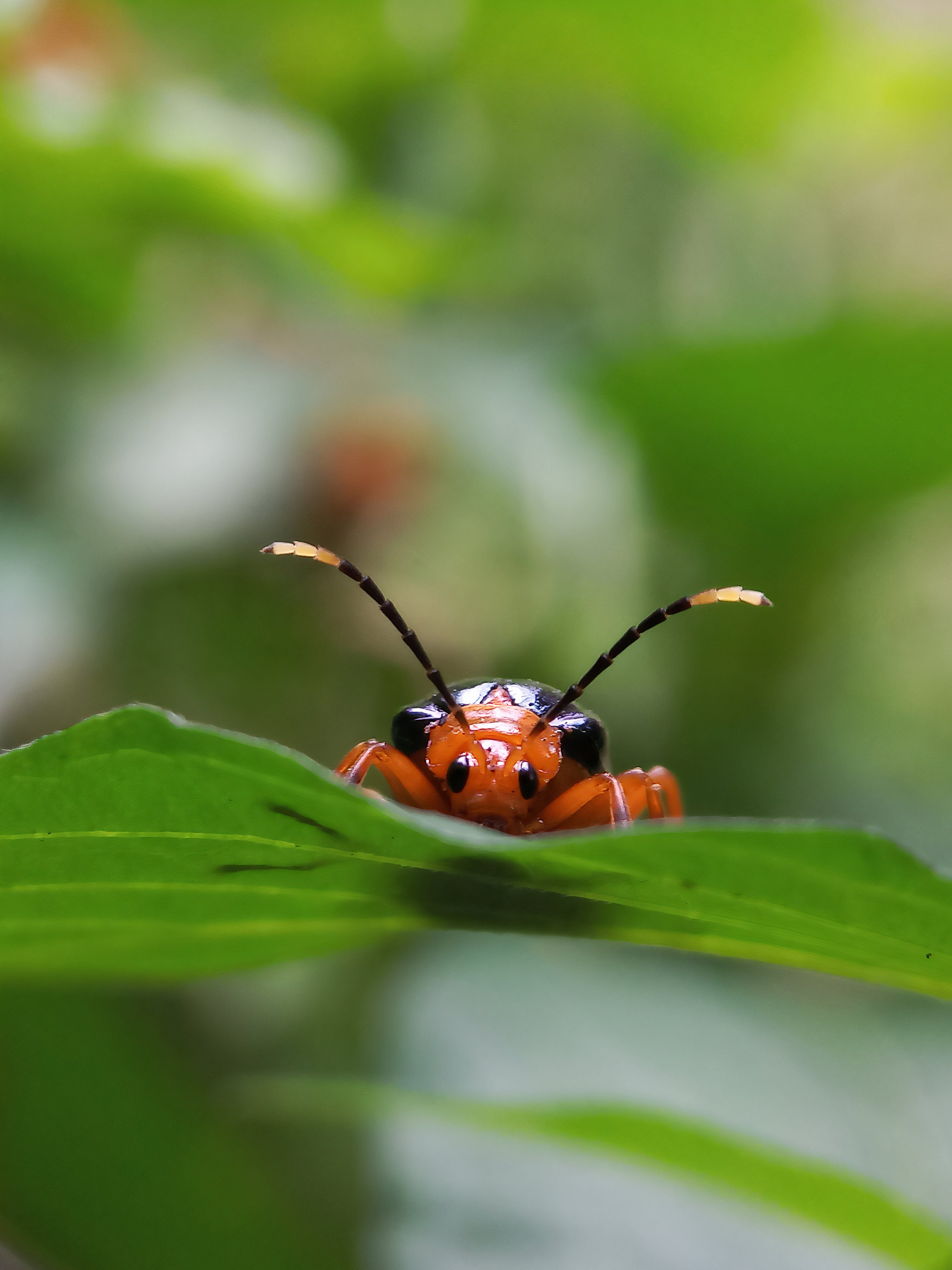 This Deadly Bug Sprays 200-Degree Boiling Chemicals From Its Body Like ...