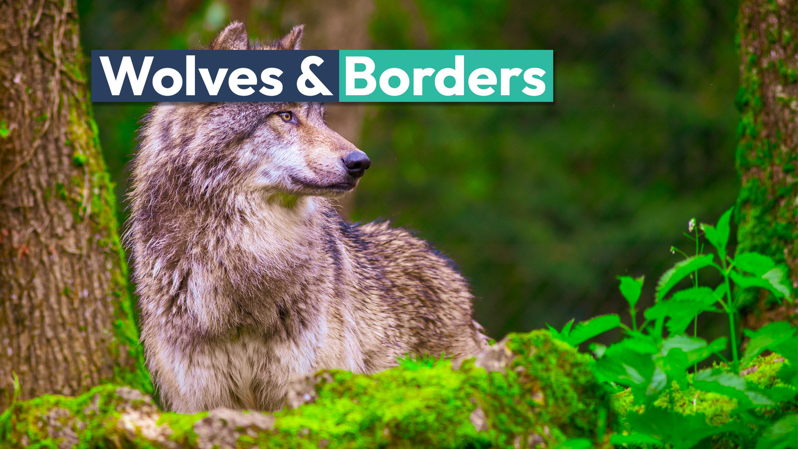 Colorado Has An Agreement In Place If Reintroduced Wolves Take A Turn ...