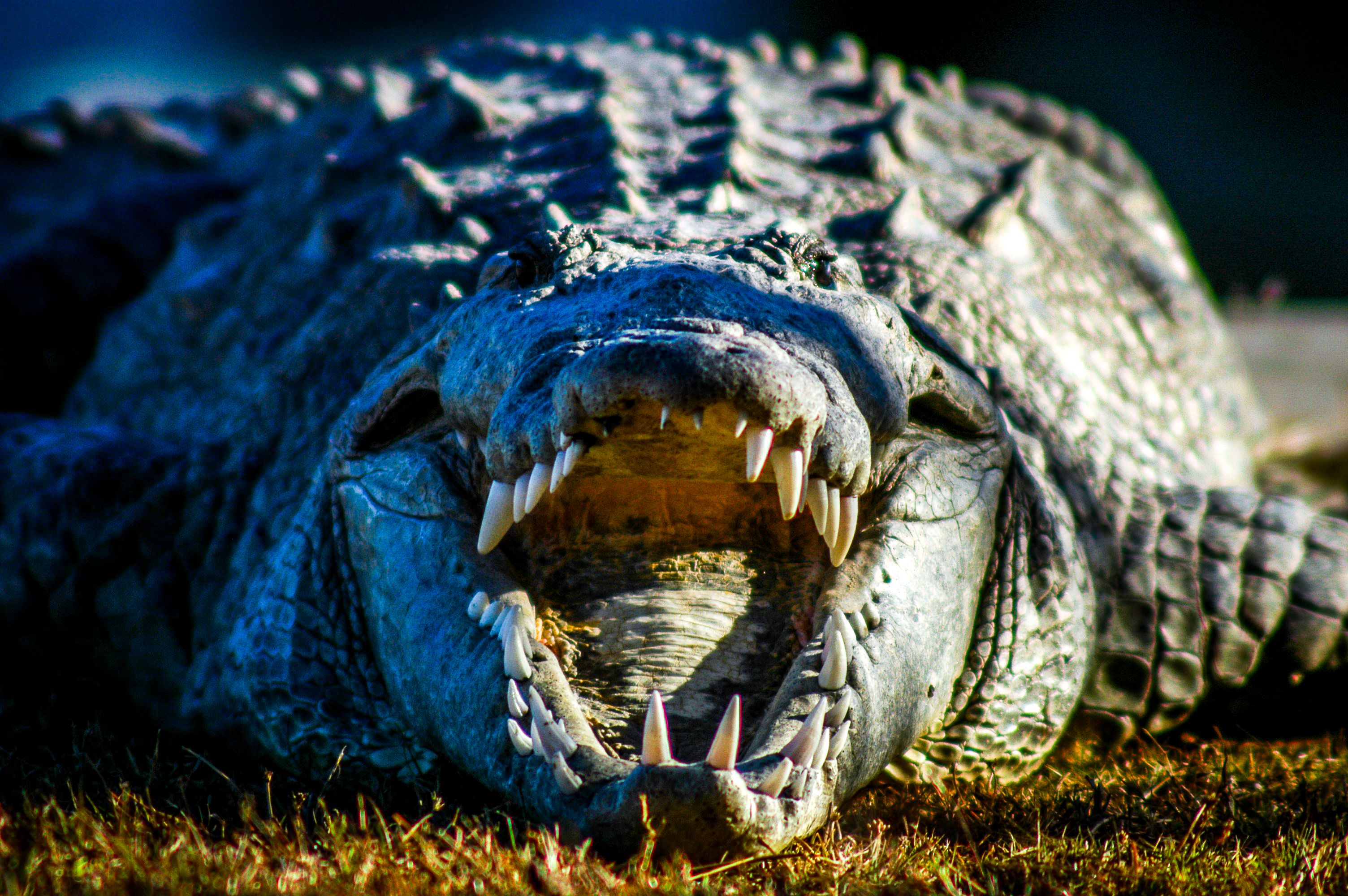 A Study Just Revealed An Unknown Secret About Florida's Crocodiles