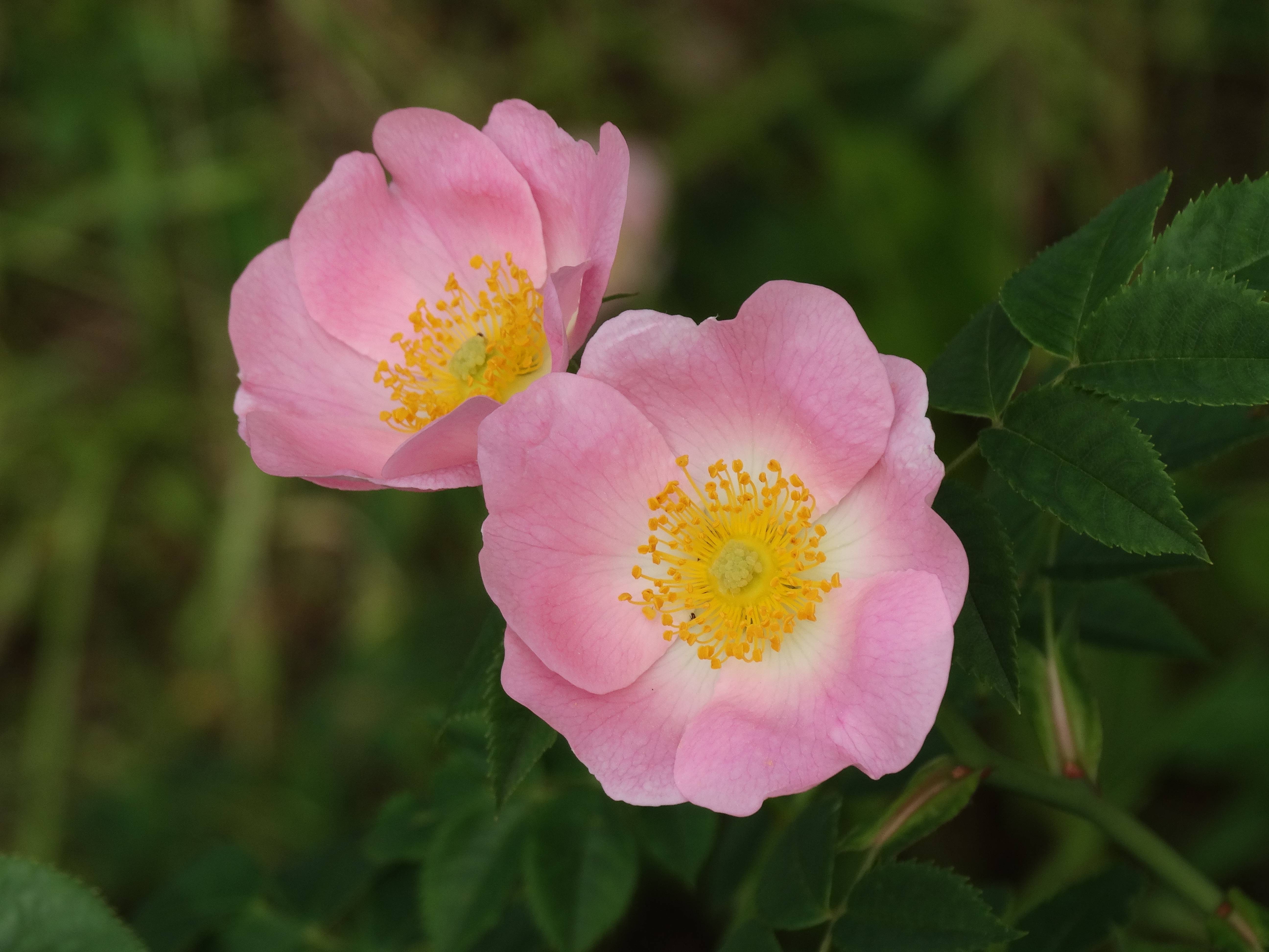 Nd Roses North Dakota - Flags & Symbols | TheTravel