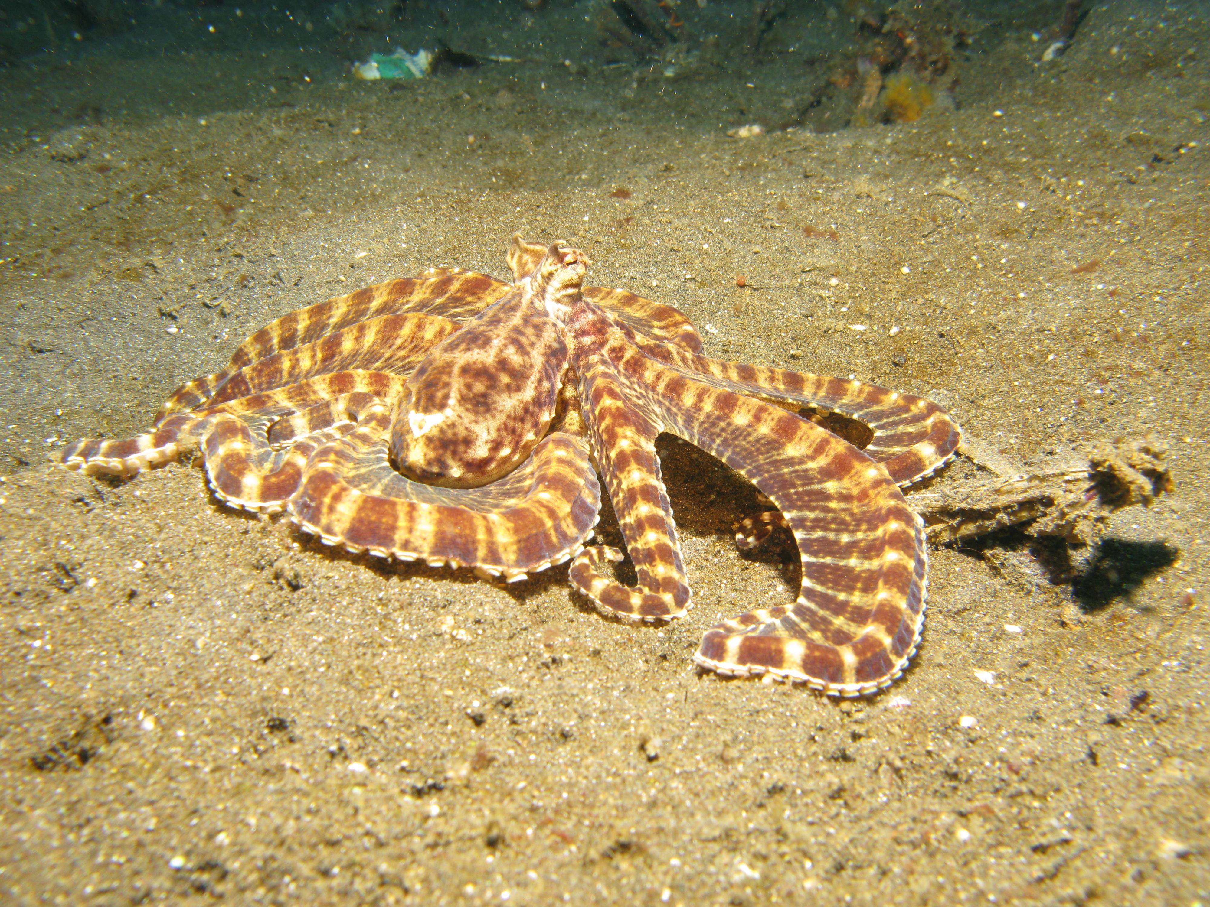 Snake Octopus The