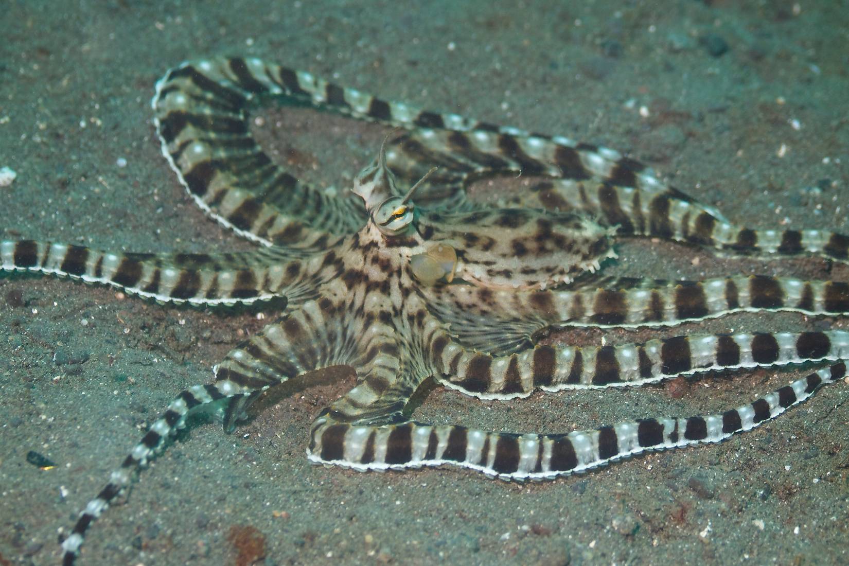 Snake Octopus The