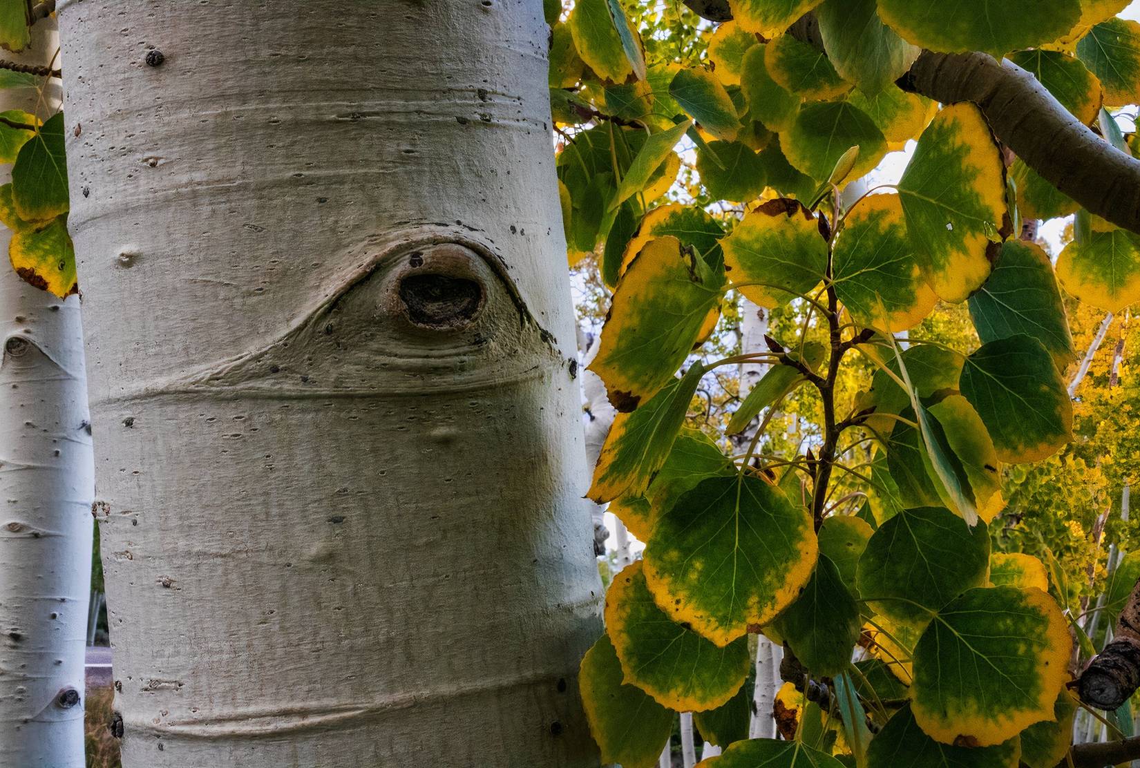 This Utah National Forest Has A Hidden Section That's Seen The Rise ...