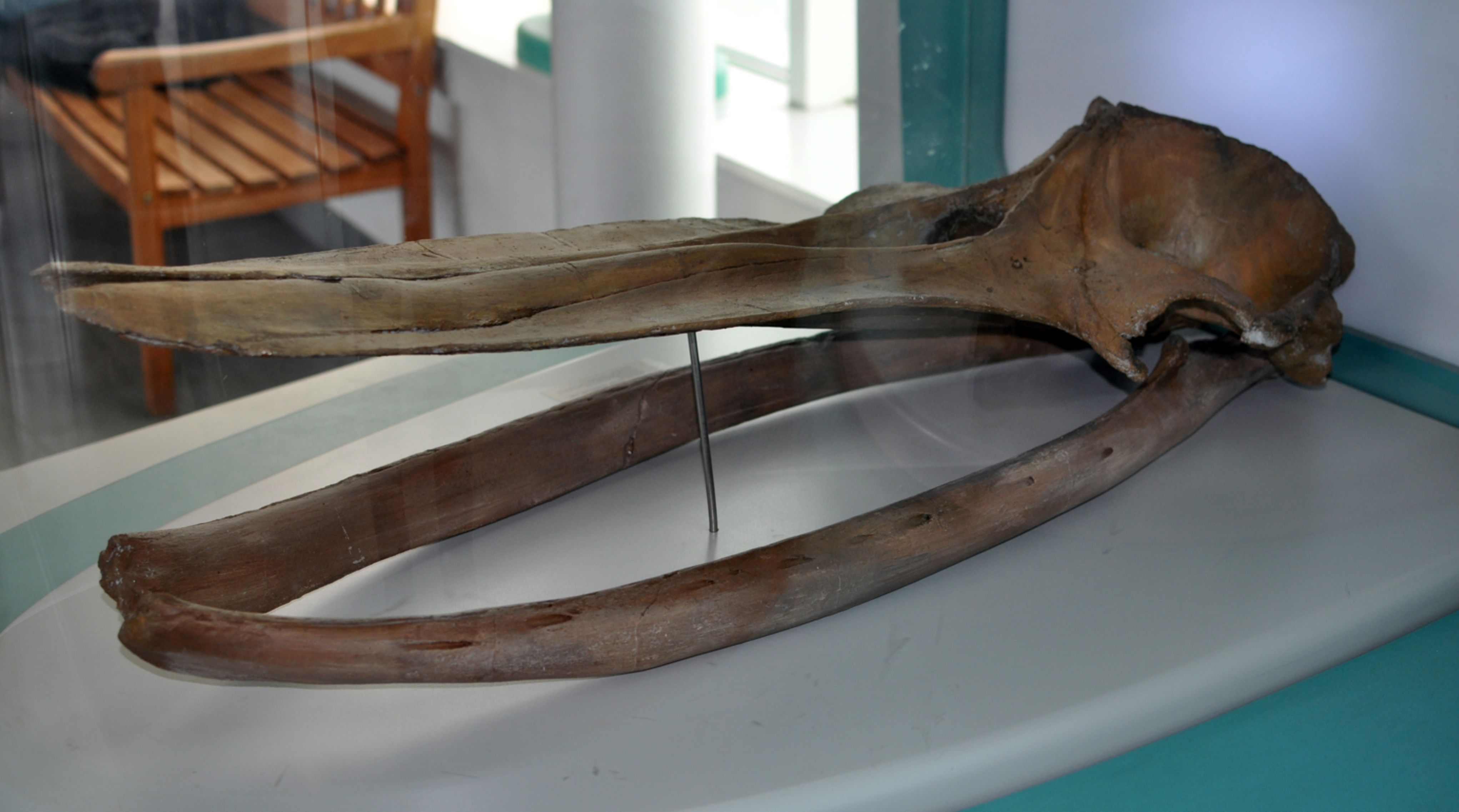 9-Million-Year-Old Fossil Of Sea Giant Found In Remarkable Shape In The ...