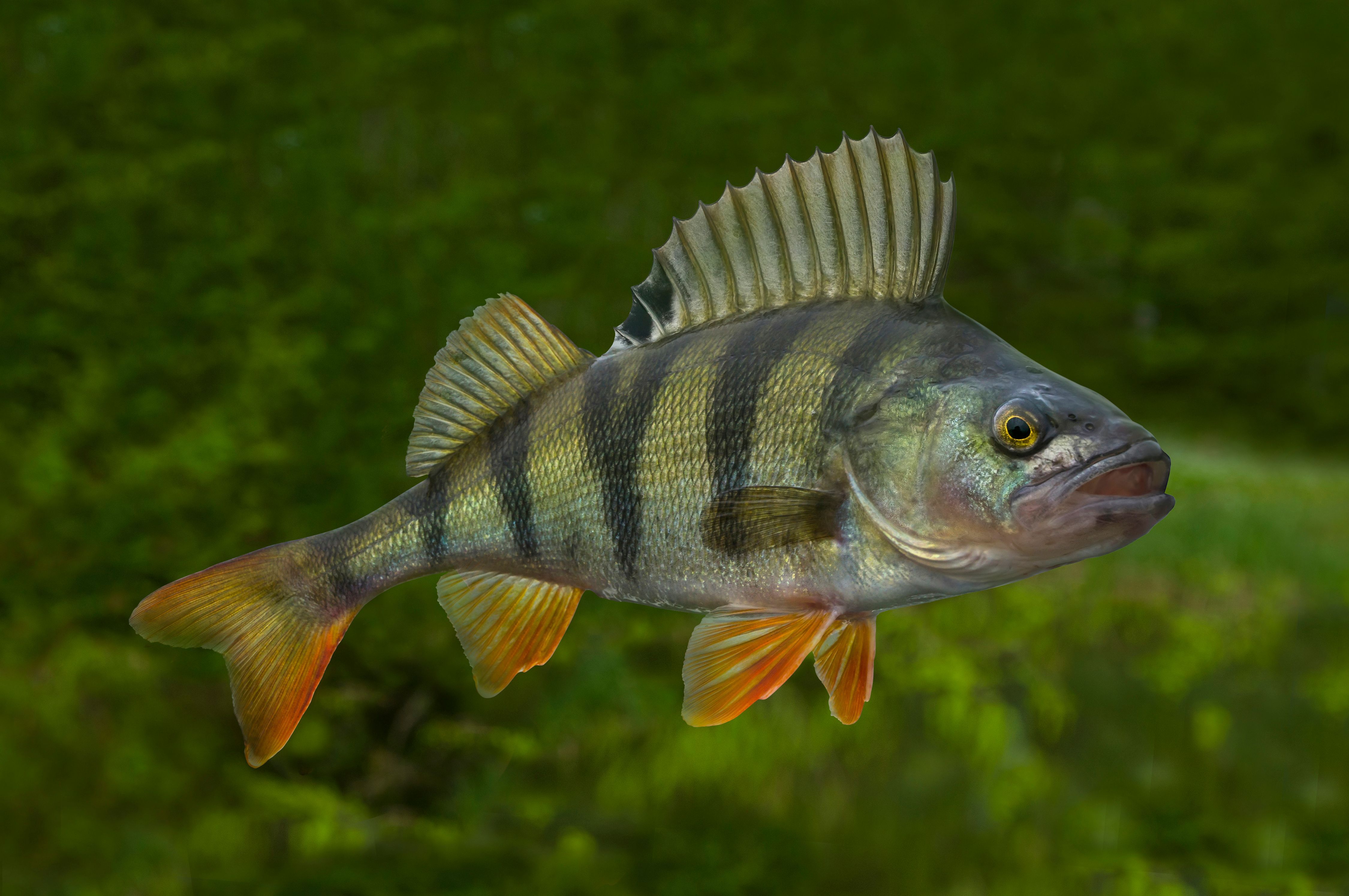 Save Fish From Your Couch: The Viral 